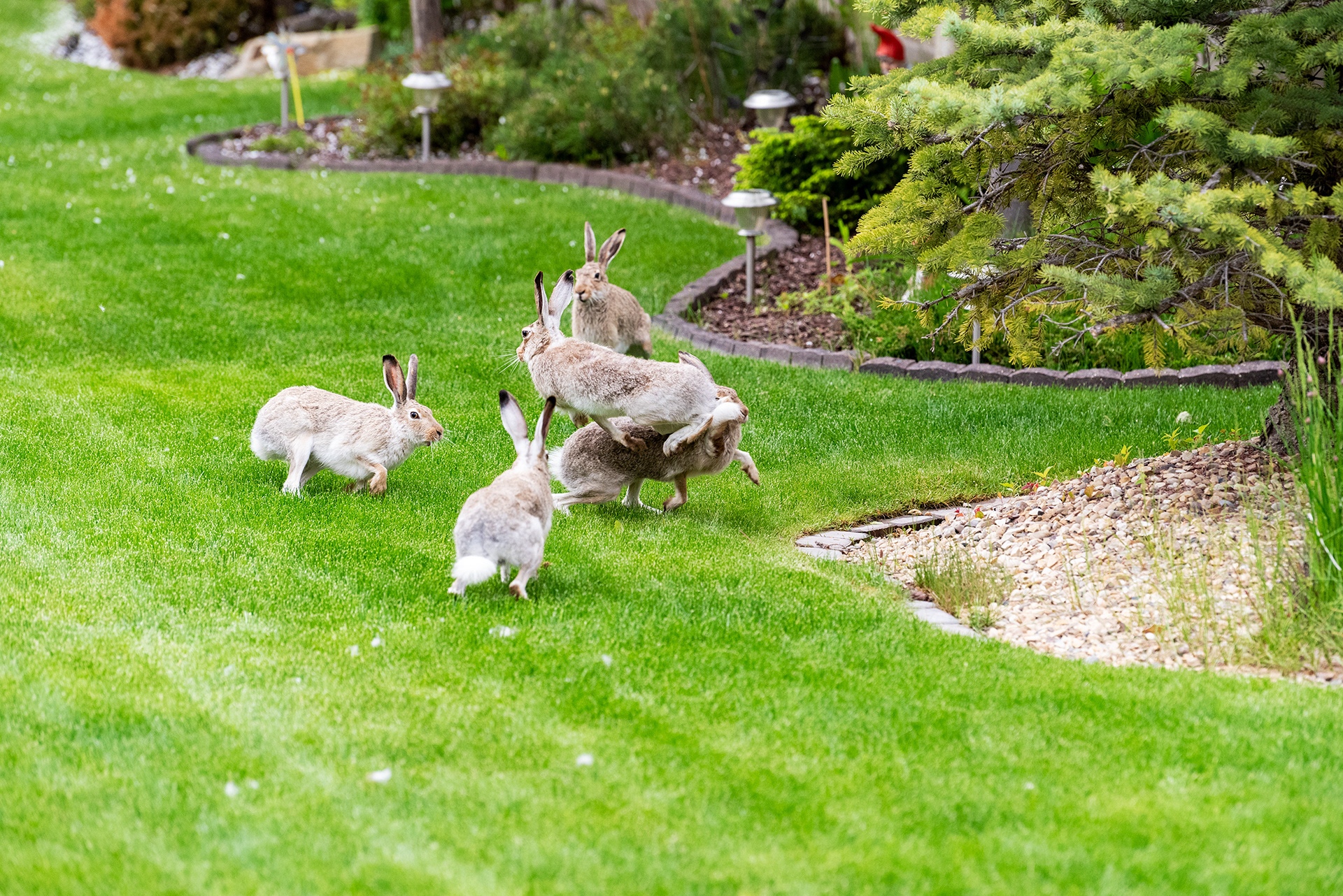 wild hares, Bridlewood, Calgary, Alberta