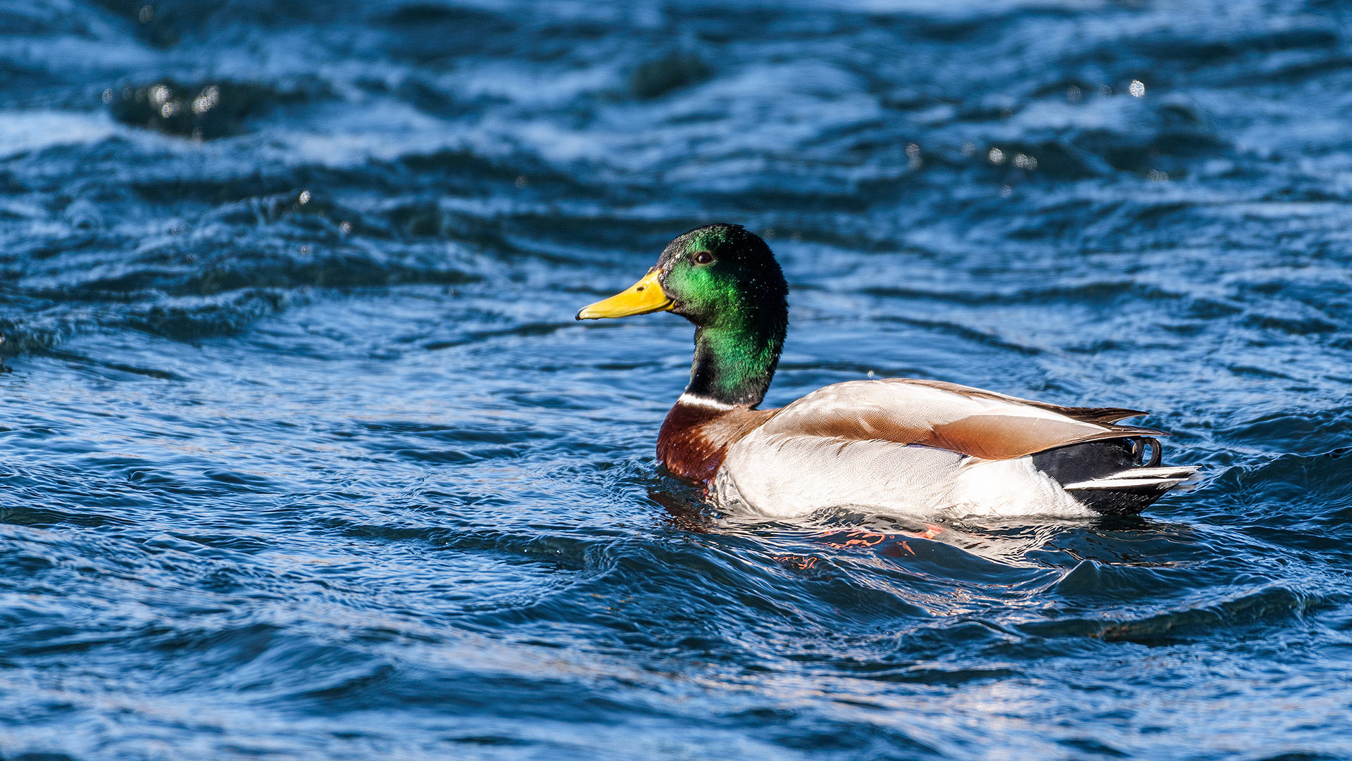 Mallard (male) on the Bow River near Carburn Park, Calgary, AB