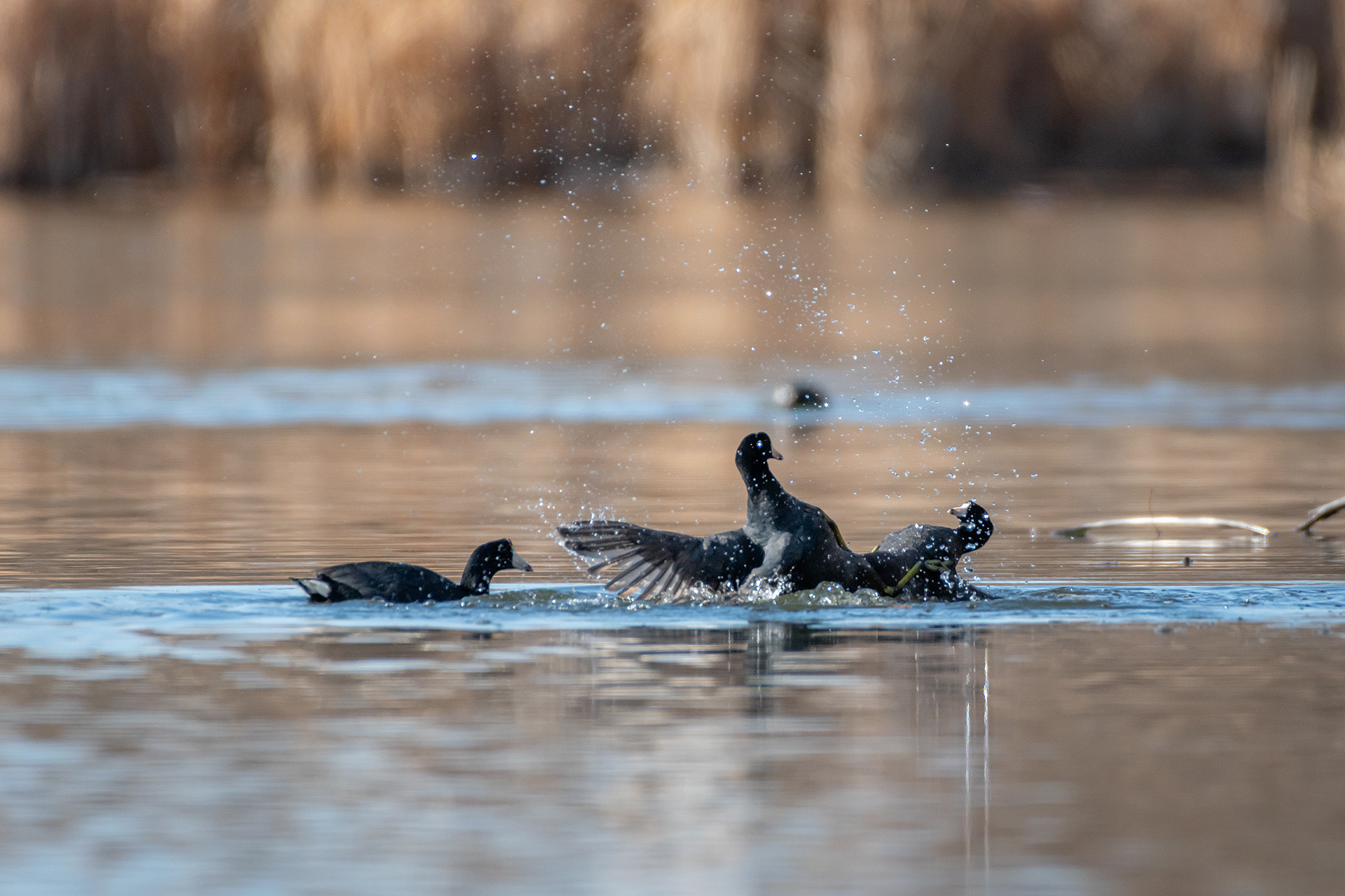 American Coots, Bridlewood Wetlands Park, Calgary, AB