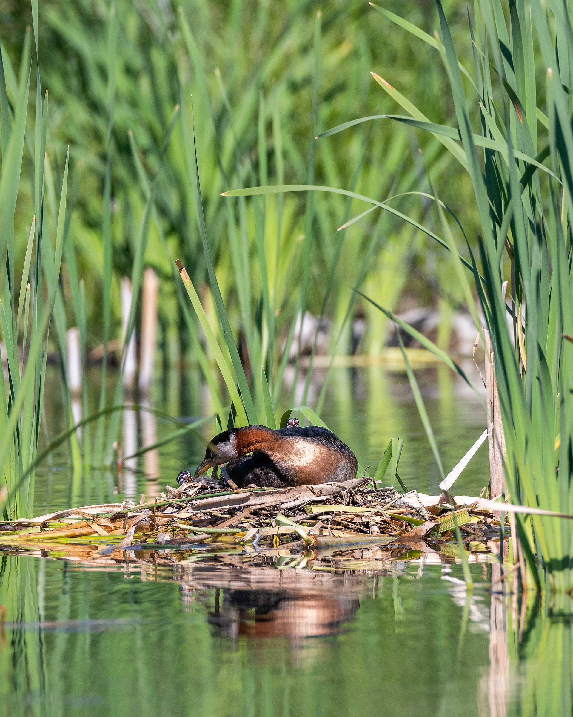 Red-necked Grebe (male) on his nest with two chicks, Marshall Springs - Fish Creek Prov. Park, Calgary, AB
