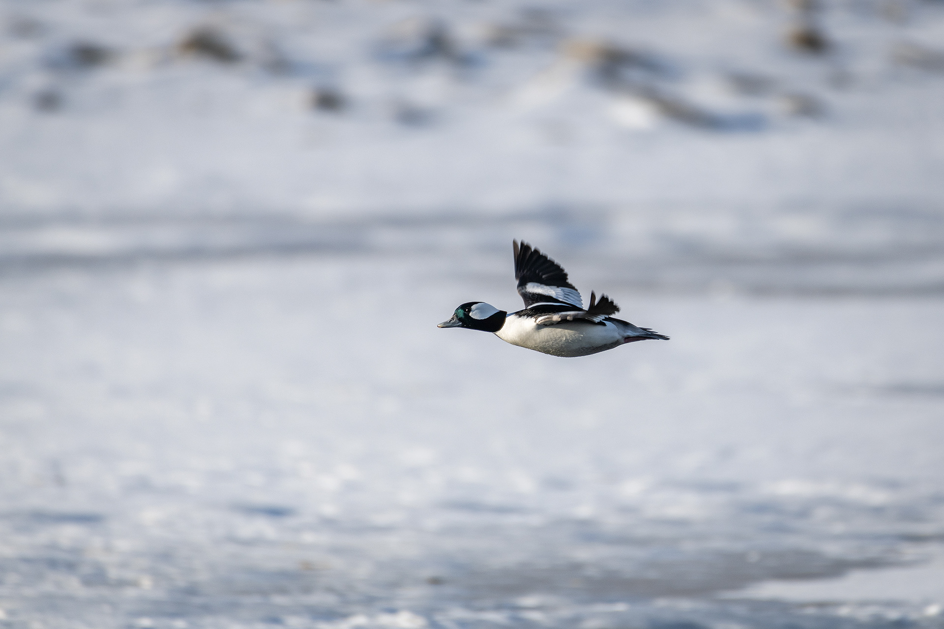 Bufflehead (male) in flight - Bow River, Refinery Park, Calgary, AB