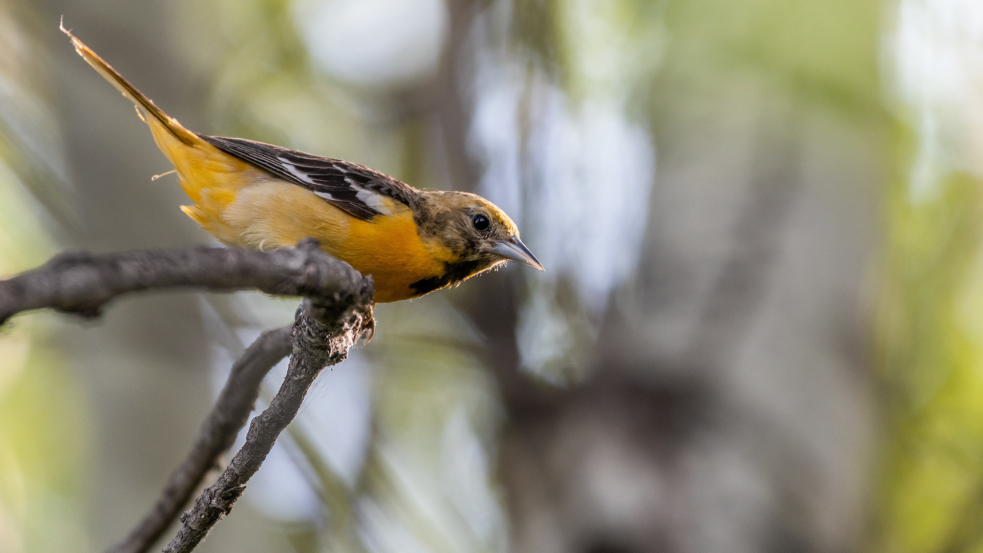 Baltimore Oriole (female), Marshall Springs - Fish Creek Prov. Park, Calgary, AB