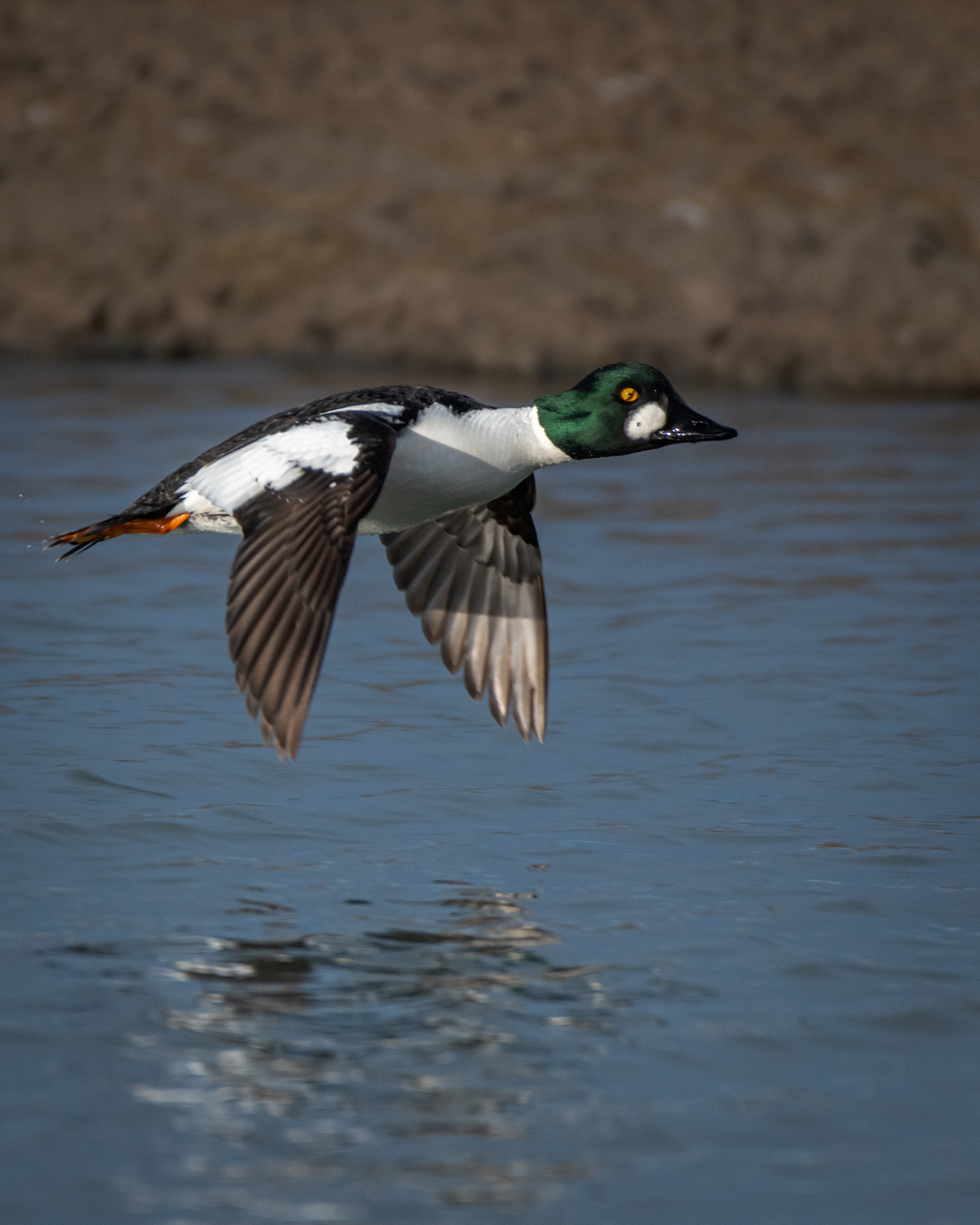 Common Goldeneye (male) in flight, Glenmore Reservoir, North Glenmore Park, Calgary, AB