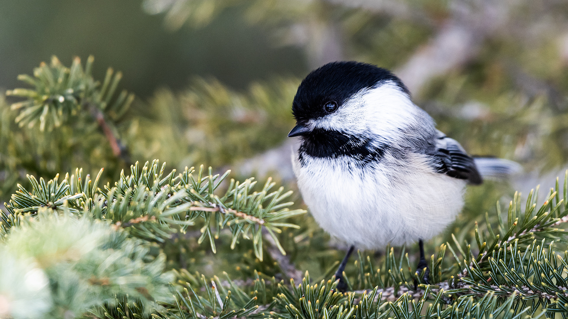 Black-capped Chickadee near Marshall Springs in Fish Creek Provincial Park