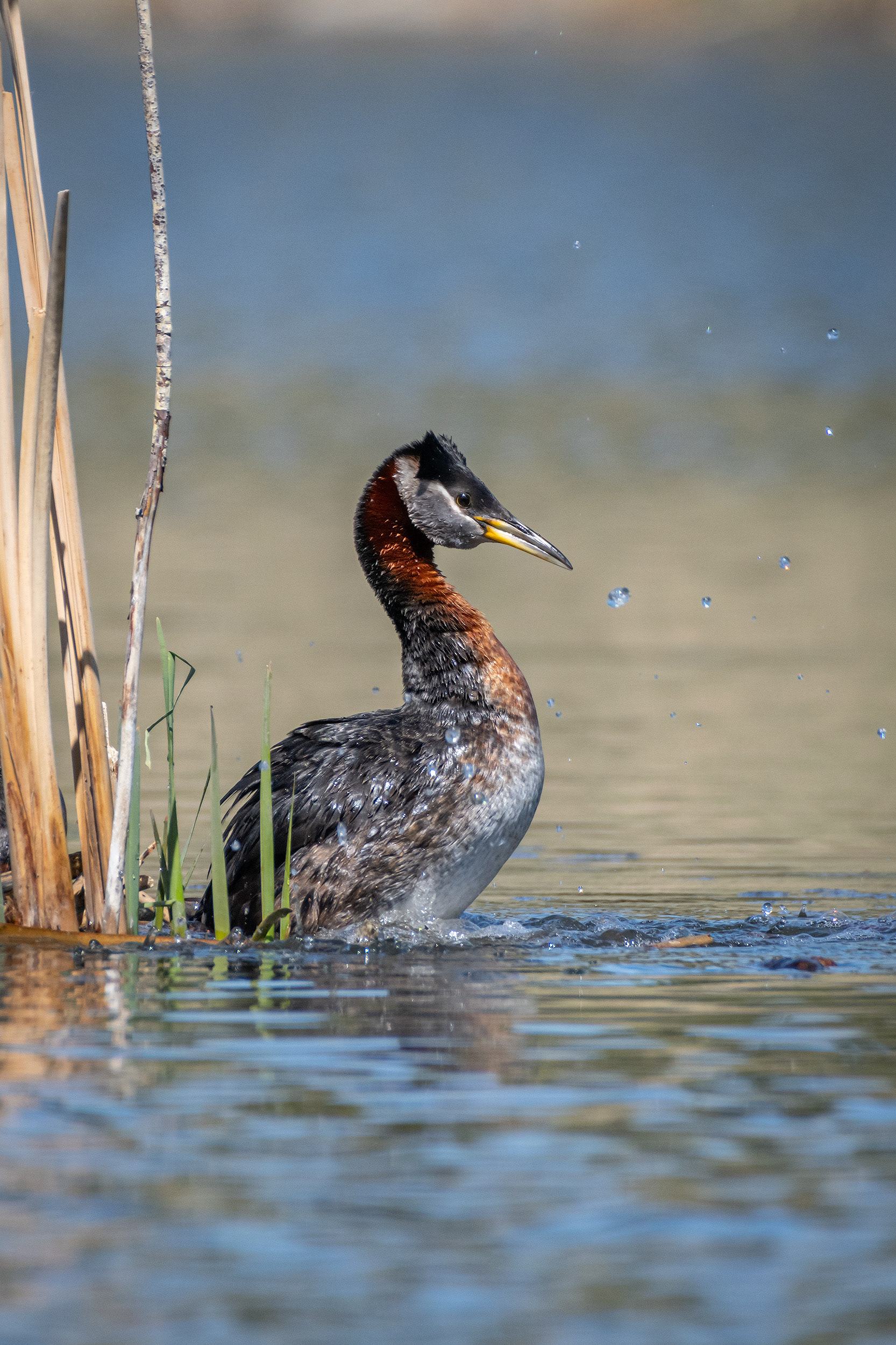 Red-necked Grebe (male), Marshall Springs ponds, Fish Creek Provincial Park, Calgary, AB