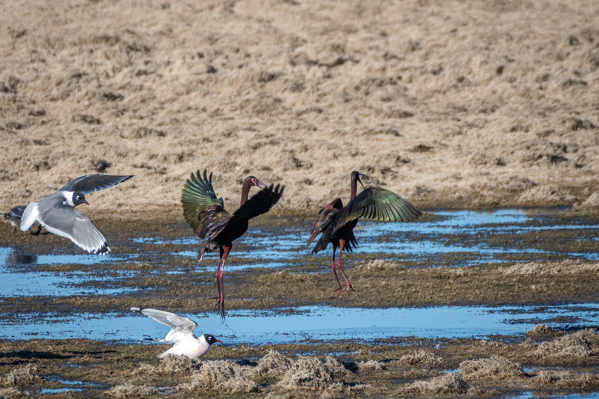 White-faced Ibises, Glenmore Reservoir, North Glenmore Park, Calgary, AB