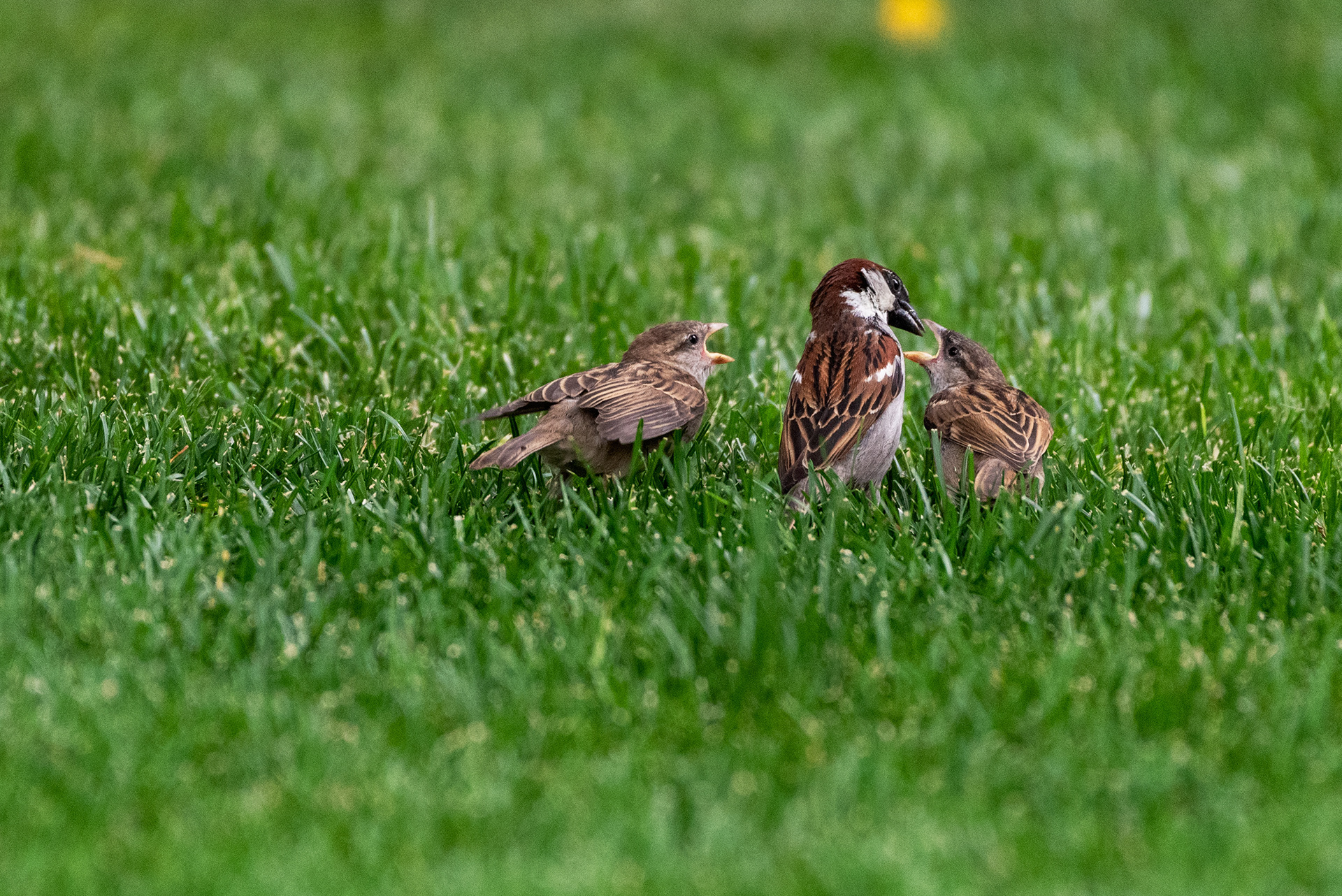 A House Sparrow feeds its little ones