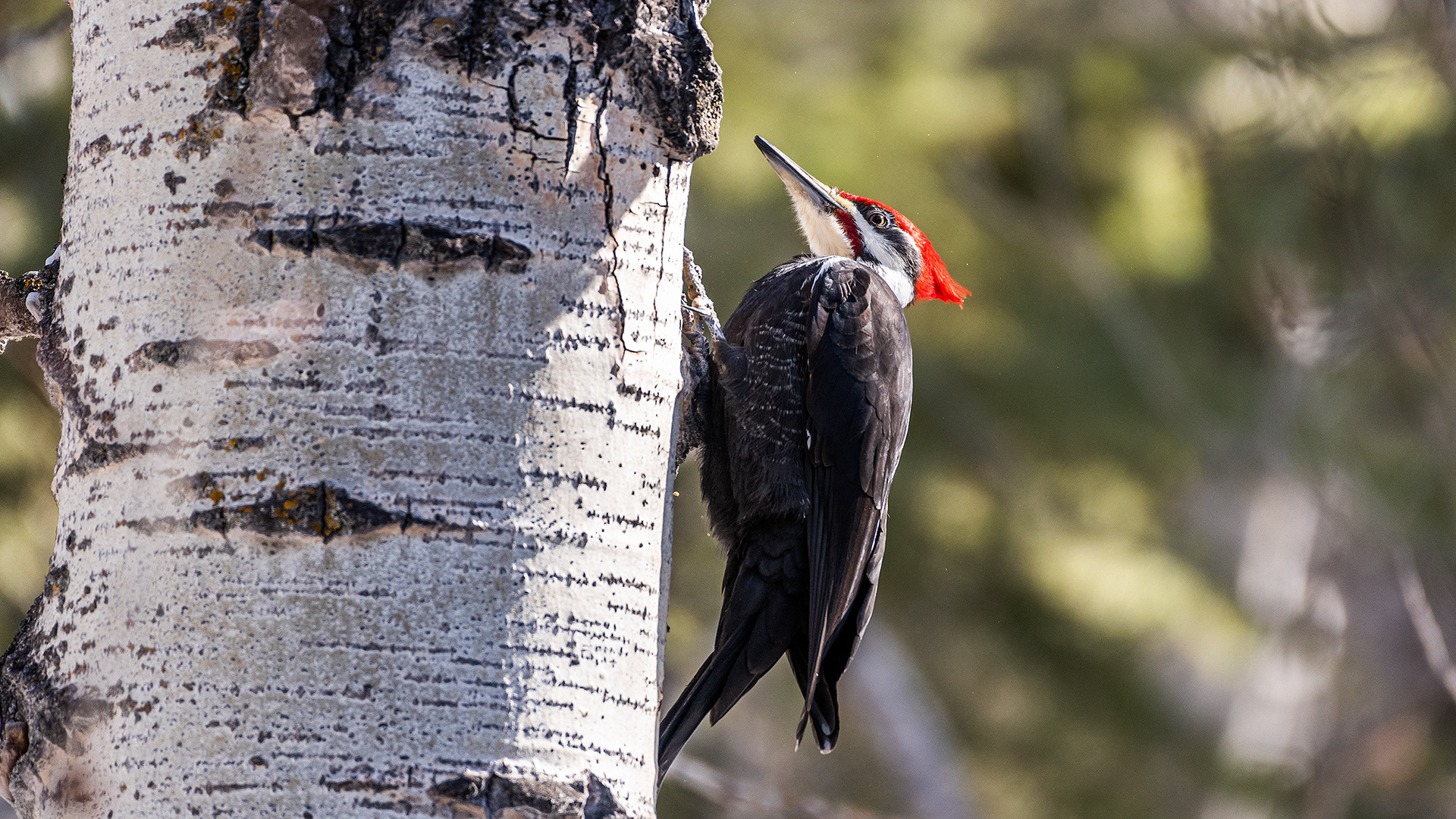 Pileated Woodpecker (male) near Marshall Springs in Fish Creek Provincial Park