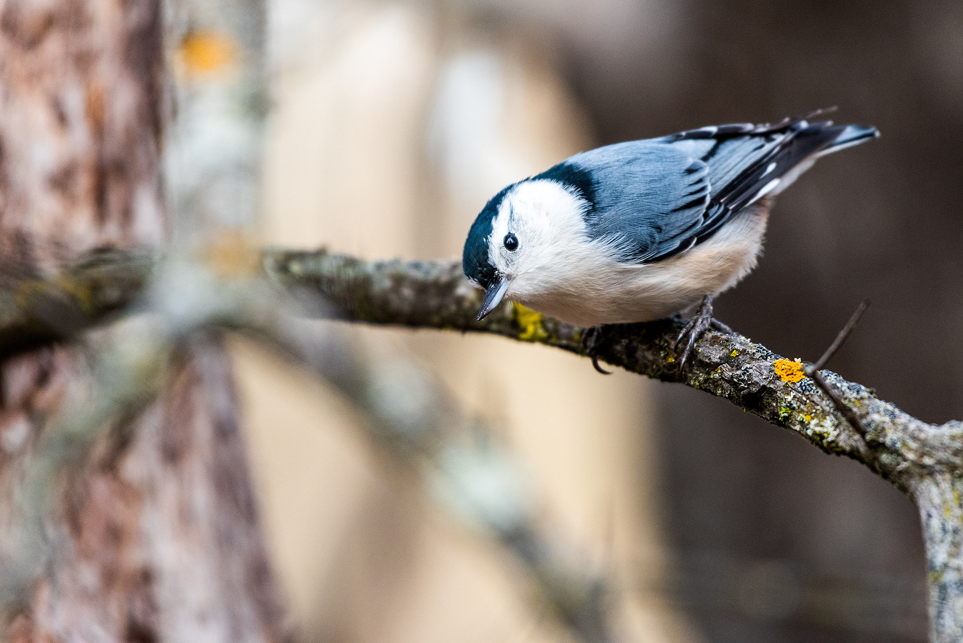 White-breasted Nuthatch near the Marshall Springs ponds in Fish Creek Provincial Park
