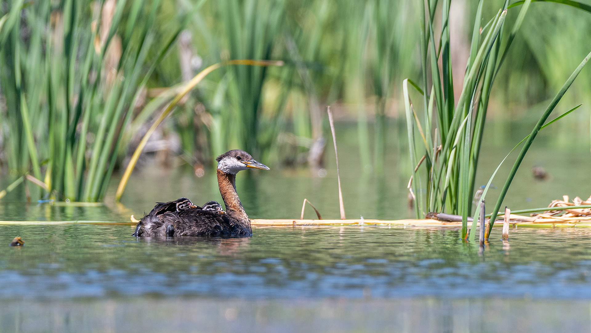Red-necked Grebe (female) with the two chicks riding on her back, Marshall Springs - Fish Creek Prov. Park, Calgary, AB