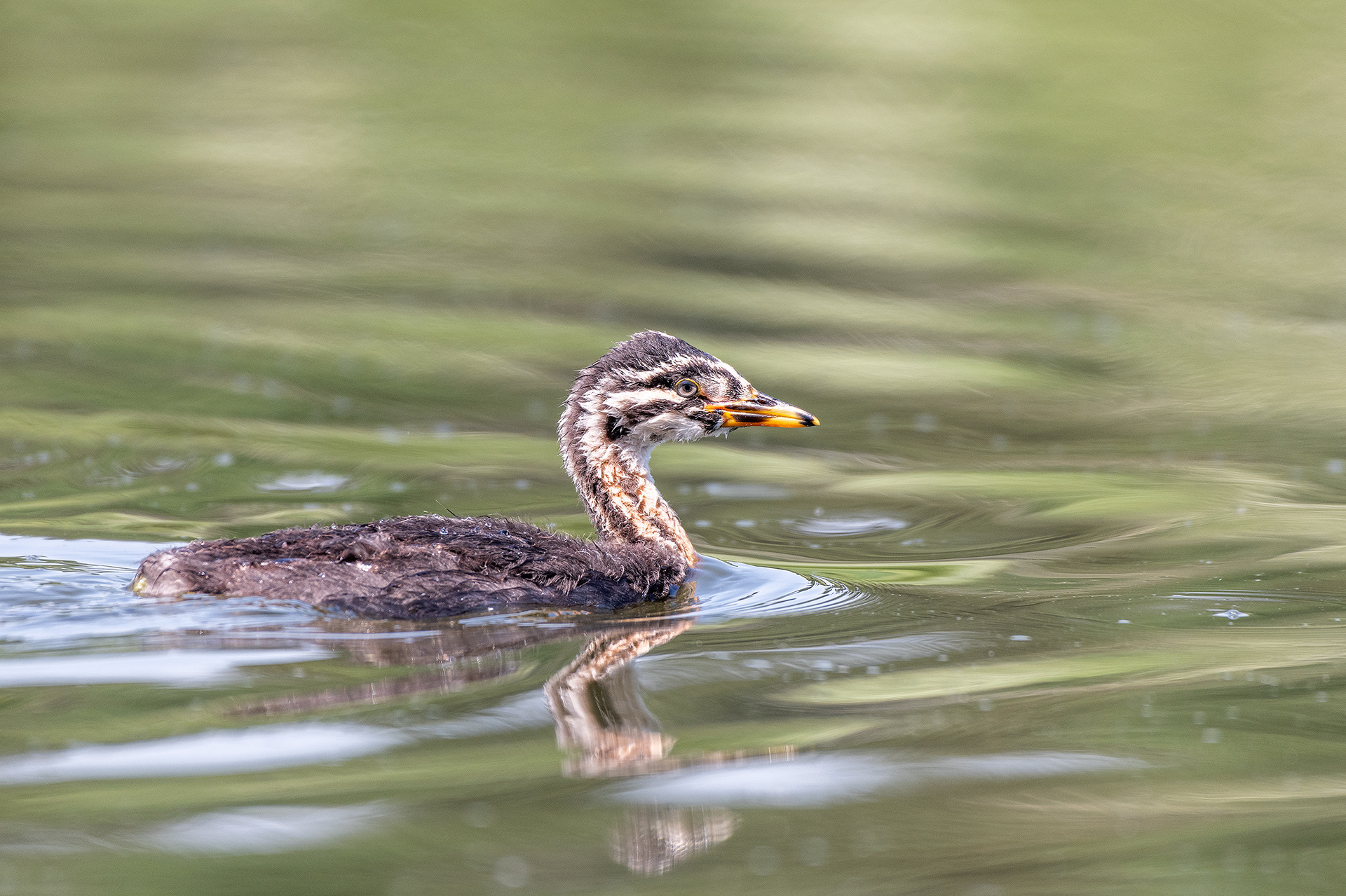 Red-necked Grebe (immature), Marshall Springs - Fish Creek Prov. Park, Calgary, AB
