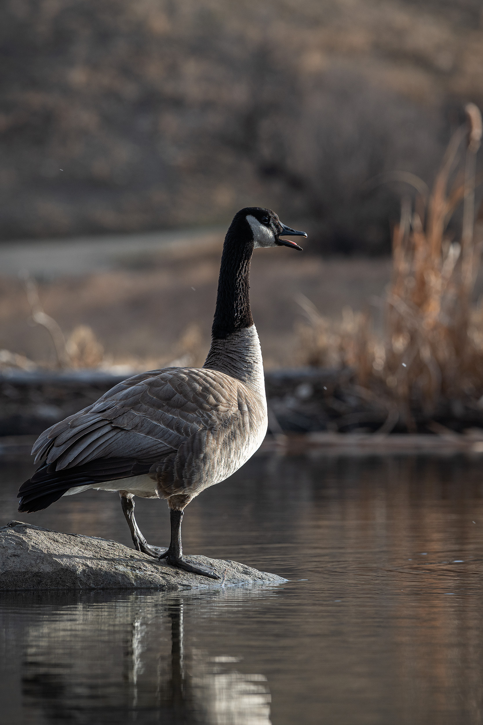 Canada Goose, Marshall Springs, Fish Creek Provincial Park, Calgary, AB