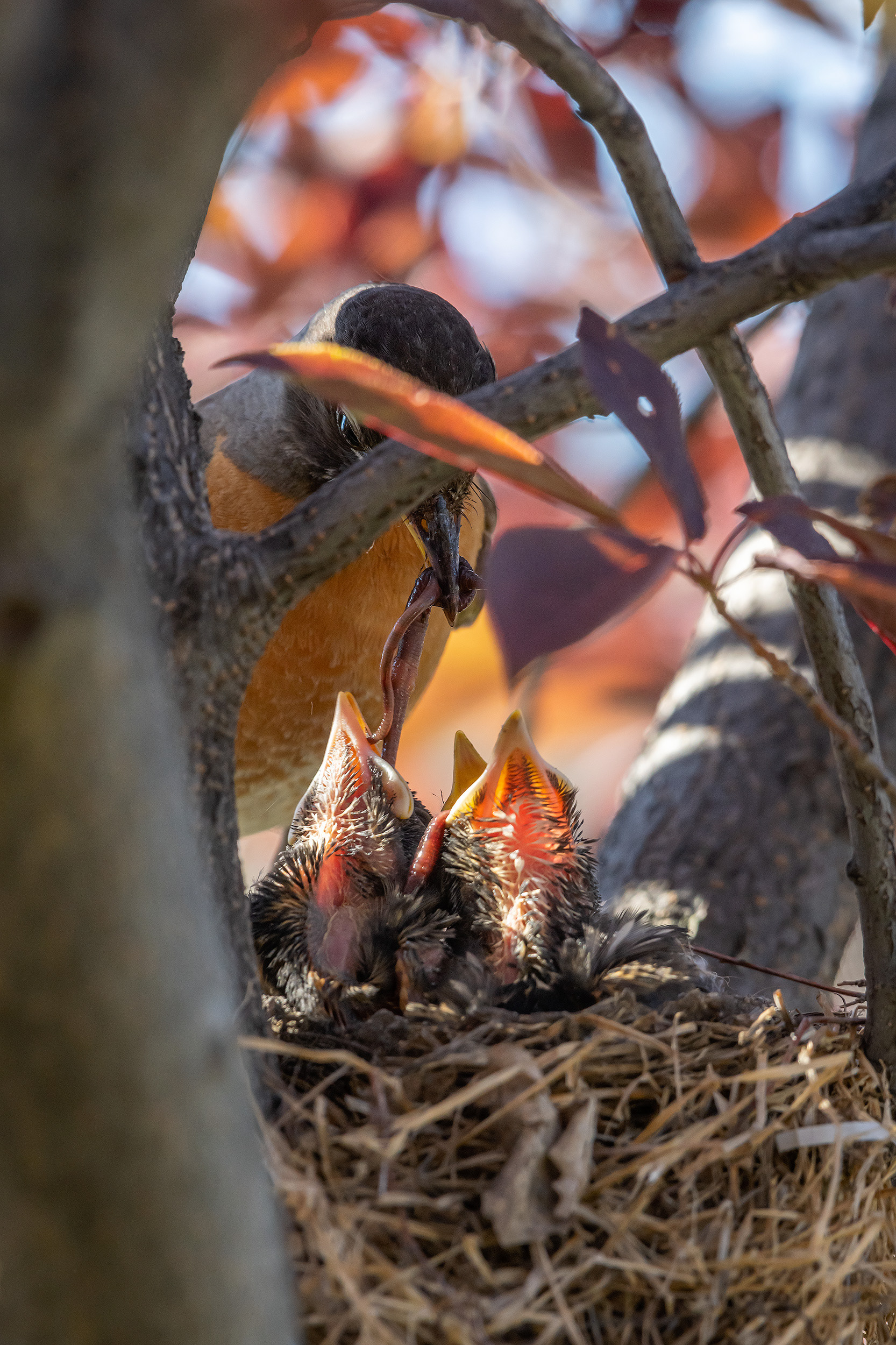 American Robin hatchlings being fed, Bridlewood, Calgary, AB