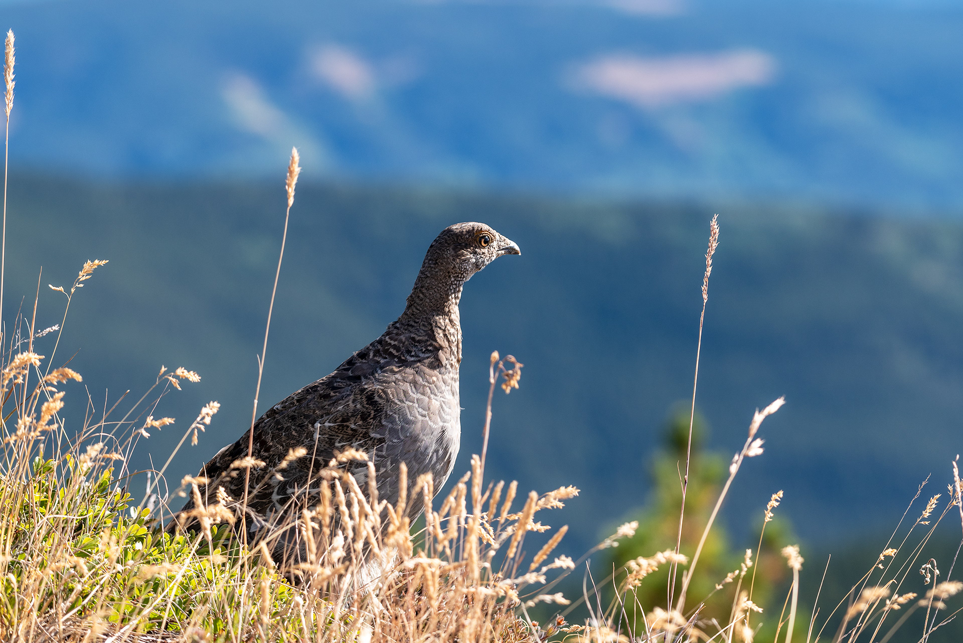 Sage Grouse bird at Prairie Mountain