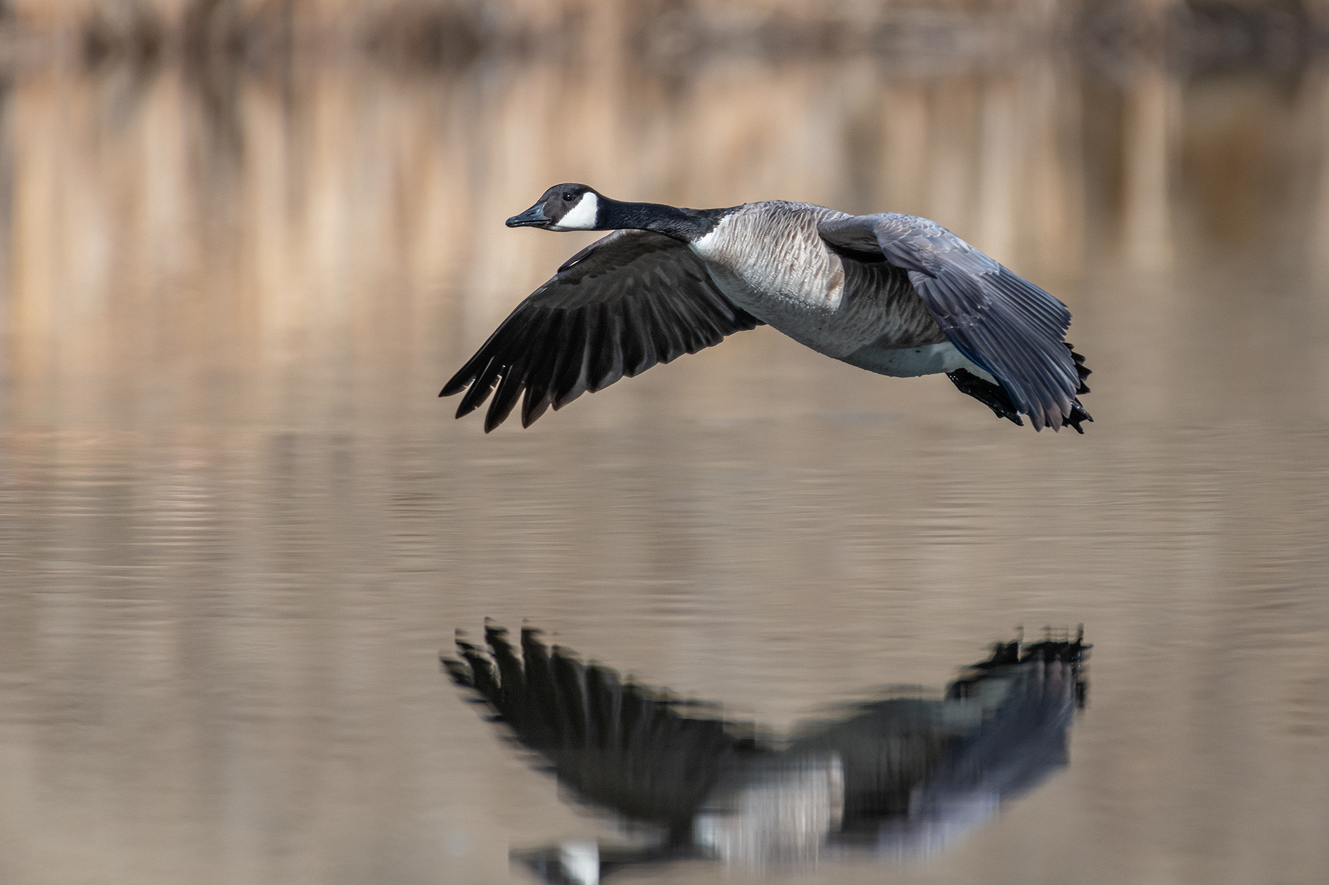 Canada Goose (in flight), Marshall Springs, Fish Creek Provincial Park, Calgary, AB