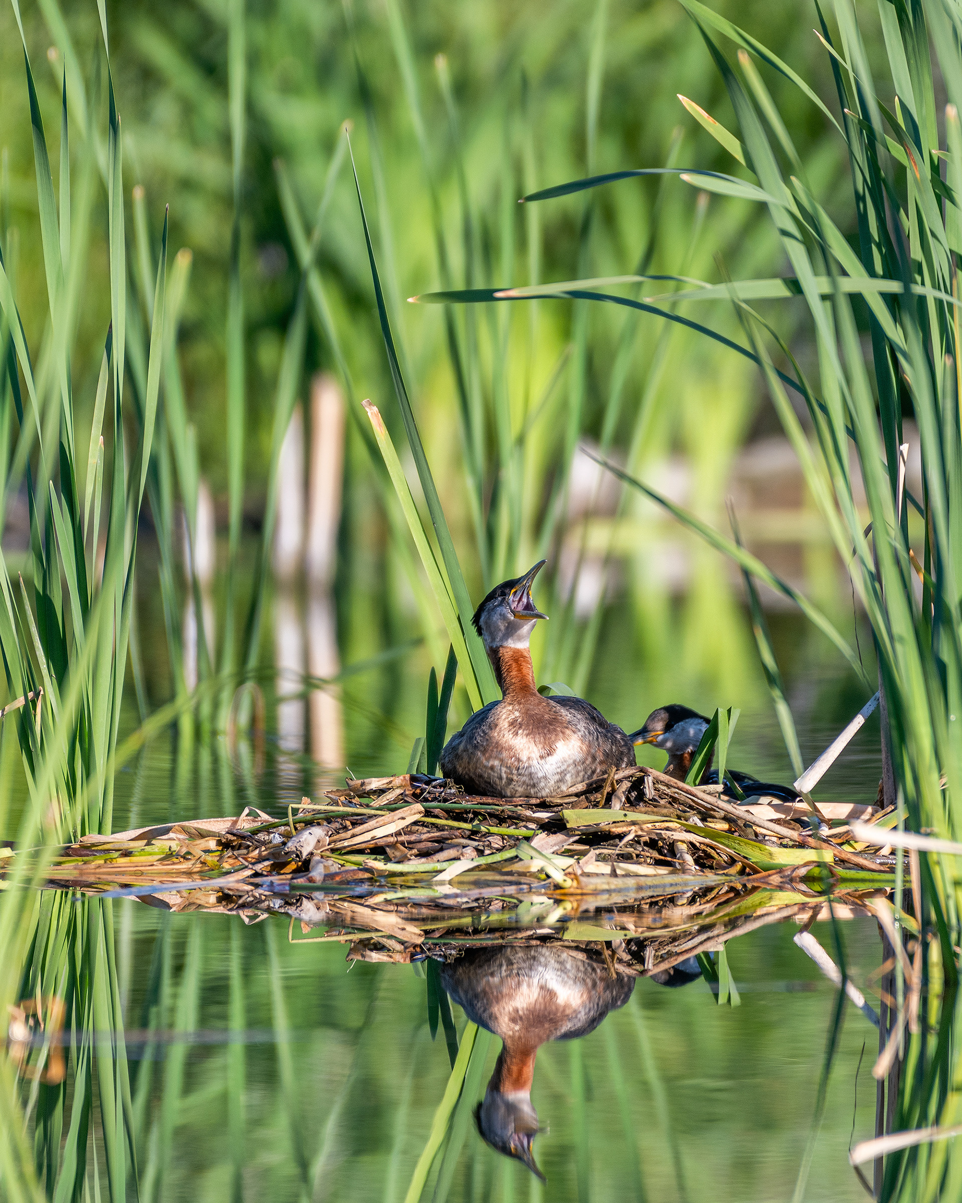 Red-necked Grebe (male) calling on his nest, female in the background, Marshall Springs - Fish Creek Prov. Park, Calgary, AB
