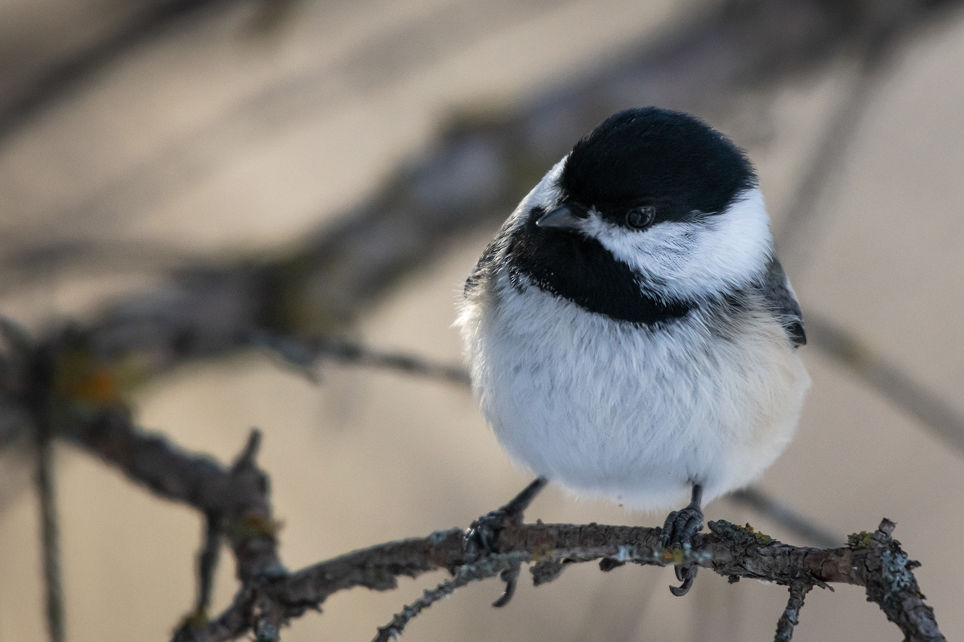 Black-capped Chickadee, near the Marshall Springs area of Fish Creek Provincial Park, Calgary, AB
