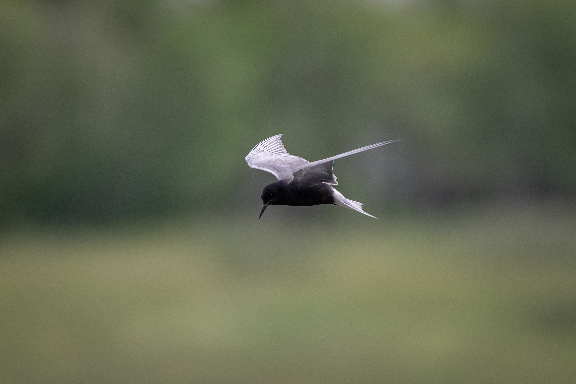 Black Tern (in flight), Marshall Springs ponds, Fish Creek Provincial Park, Calgary, AB