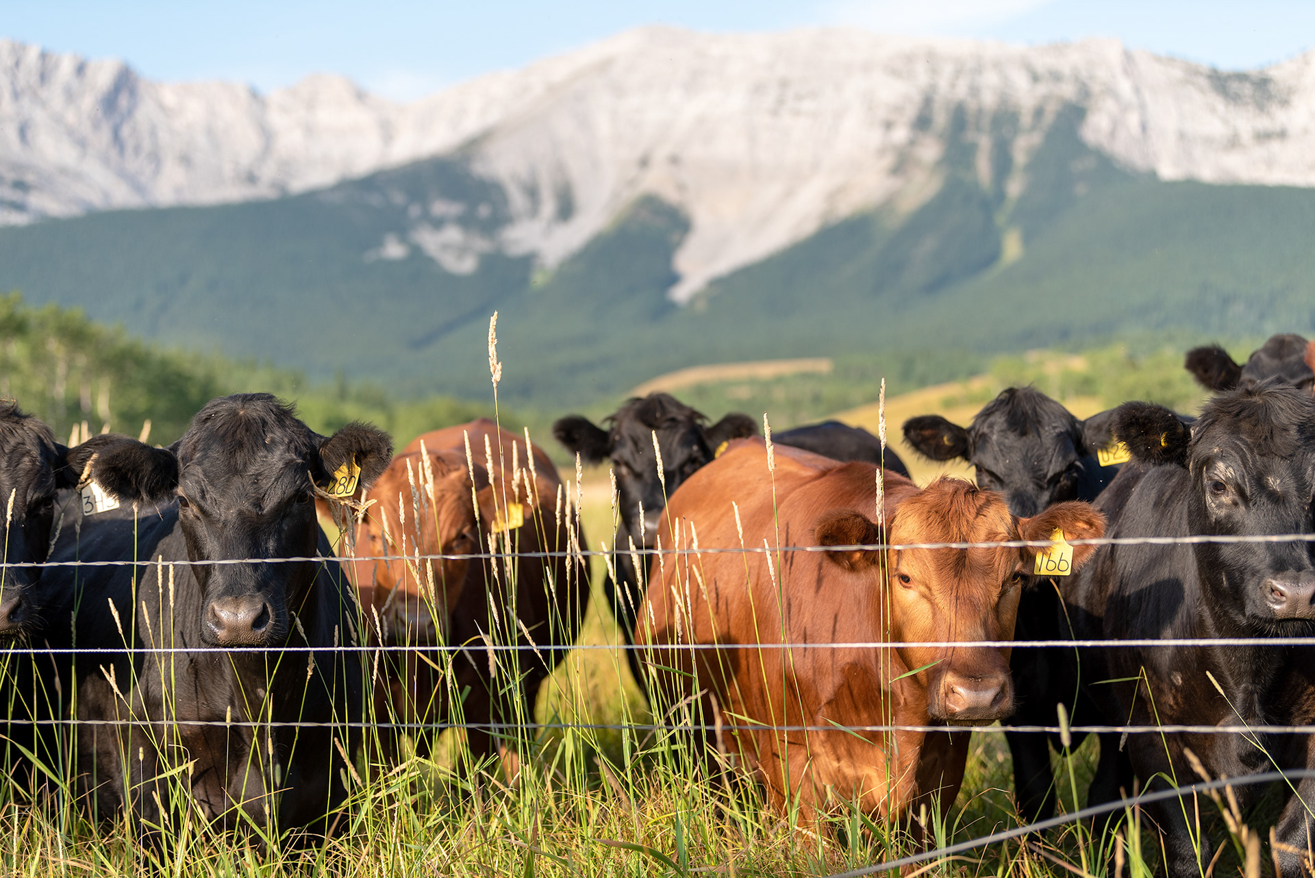Angus cattle, with the Livingstone Range in the background
