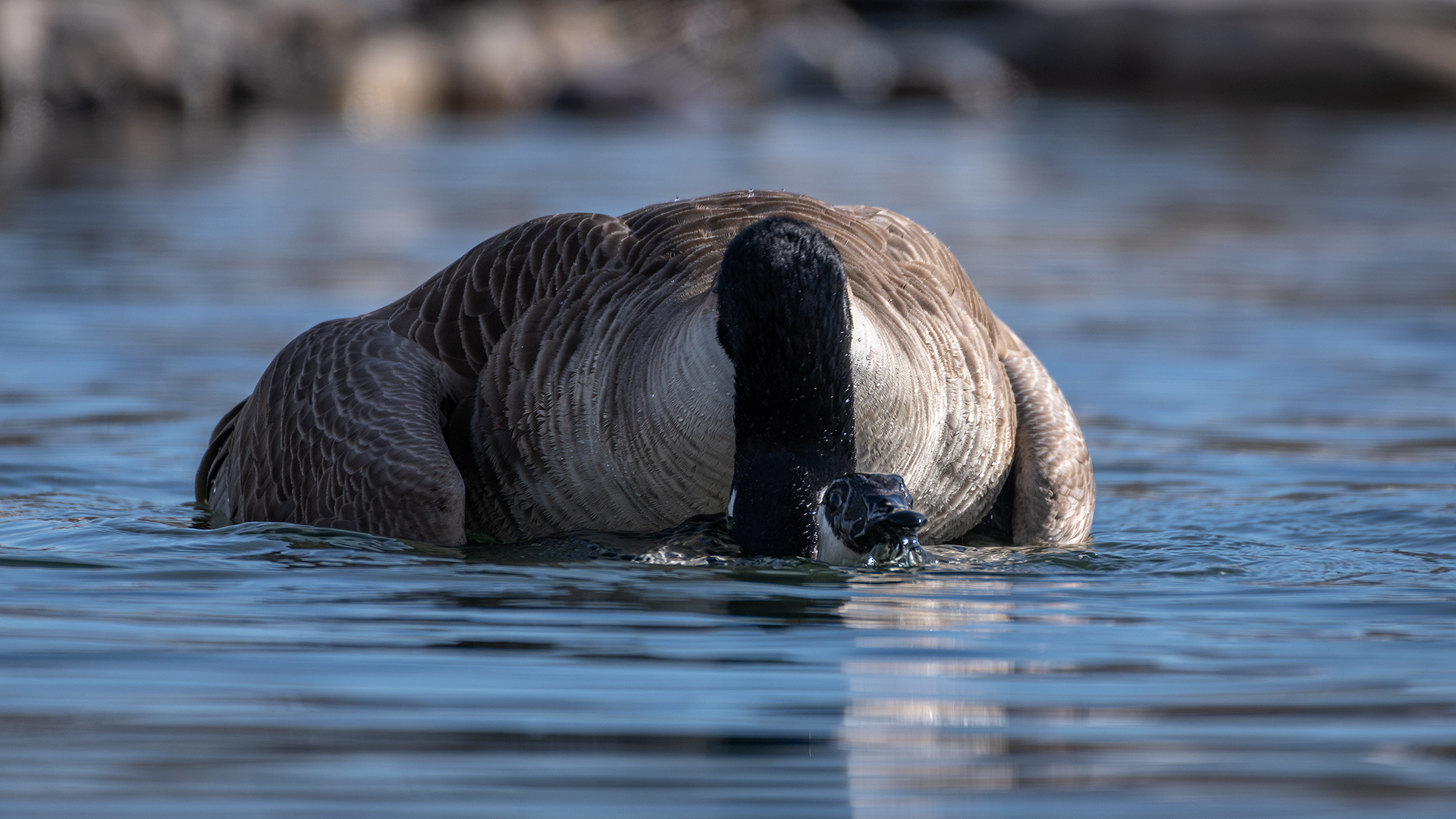 Canada Geese pair mating, near the Harvie Passage of the Bow River, Pearce Estate Park, Calgary, AB