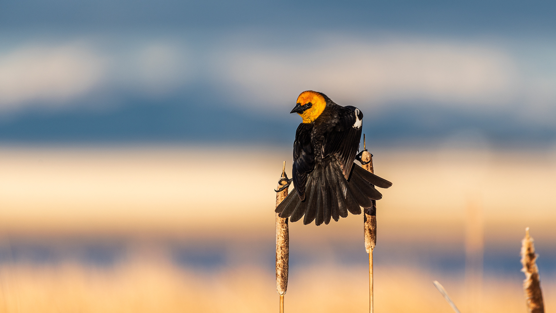 Yellow-headed Blackbird (in a superhero pose) at Frank Lake, Alberta