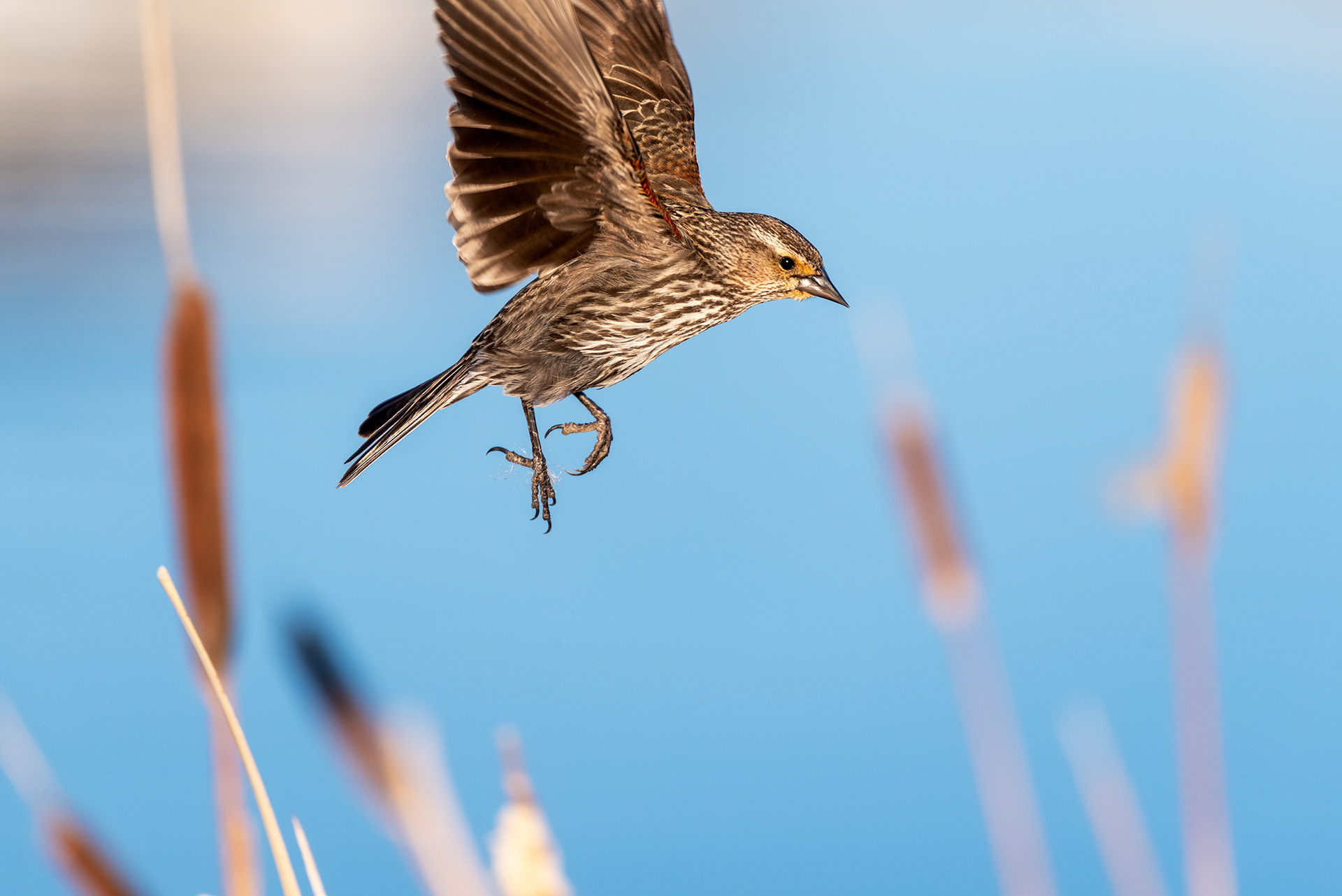 female red-winged blackbird, Marshall Springs, Fish Creek Provincial Park, Calgary, Alberta