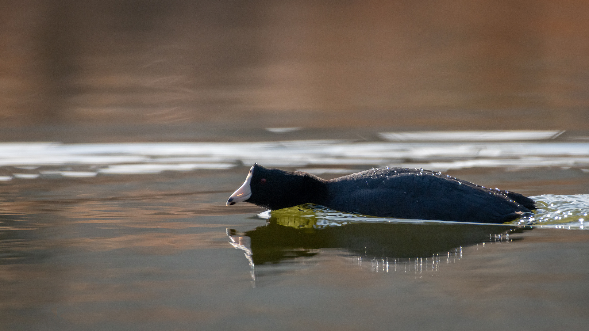 American Coot, Bridlewood Wetlands Park, Calgary, AB