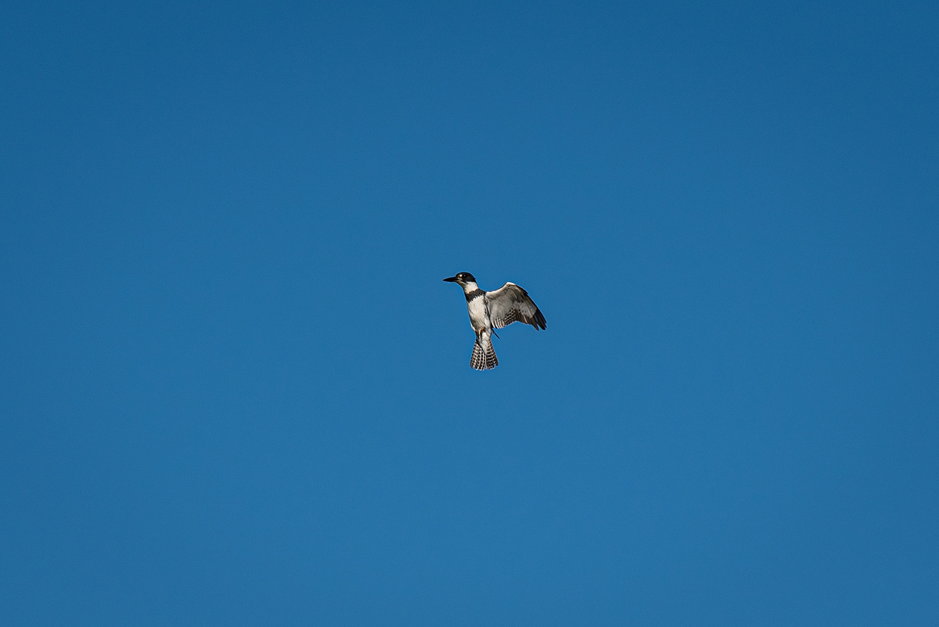 Belted Kingfisher (male) in flight, Marshall Springs area, Fish Creek Provincial Park, Calgary, AB