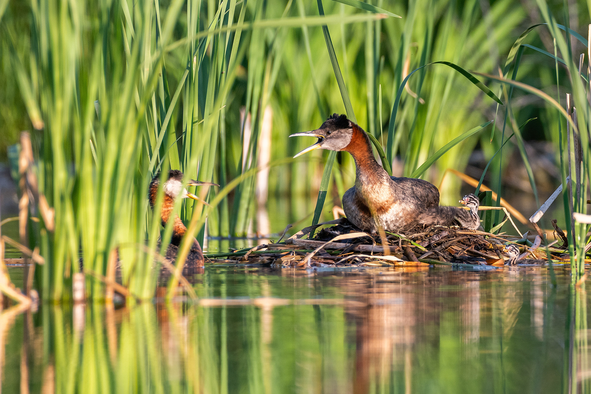 Red-necked Grebe pair calling at their nest with the two chicks near by (male on the nest, female in the water), Marshall Springs - Fish Creek Prov. Park, Calgary, AB
