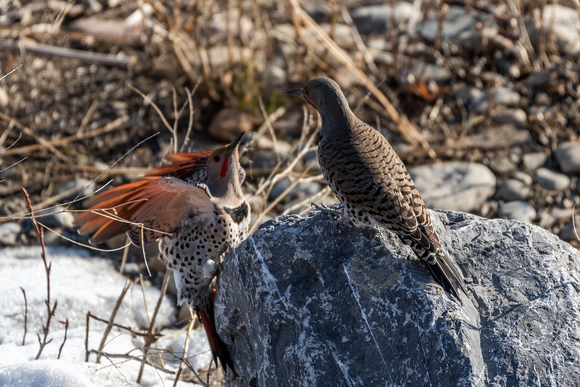 Flickers (having an interaction) near Mallard Point, Fish Creek Prov. Park, Calgary, AB