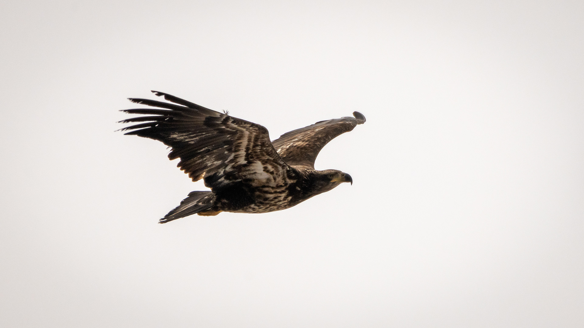 Bald Eagle (immature) in flight - Southview Off Leash Dog Park, Calgary, AB