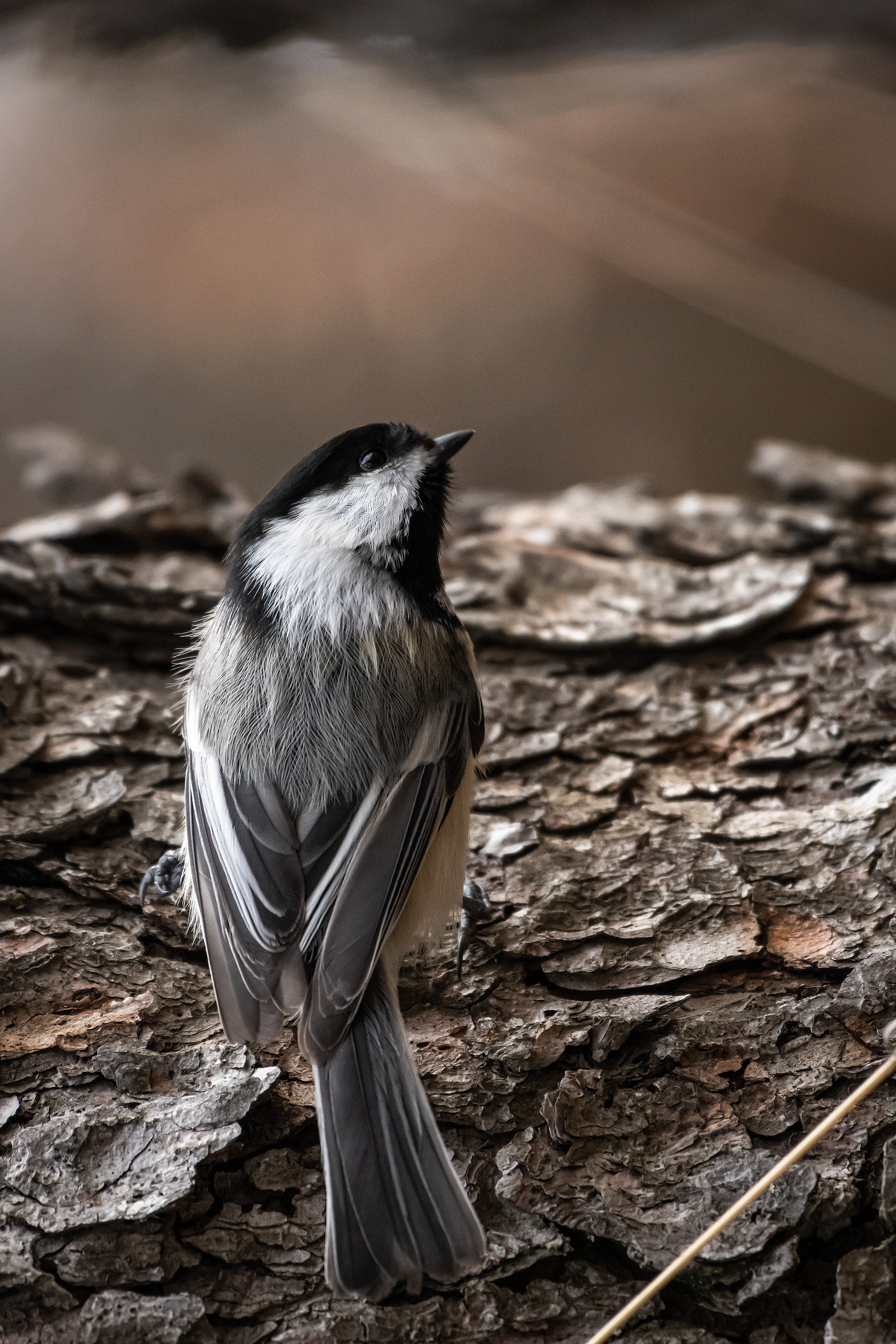 Black-capped Chickadee, near the Marshall Springs area of Fish Creek Provincial Park, Calgary, AB