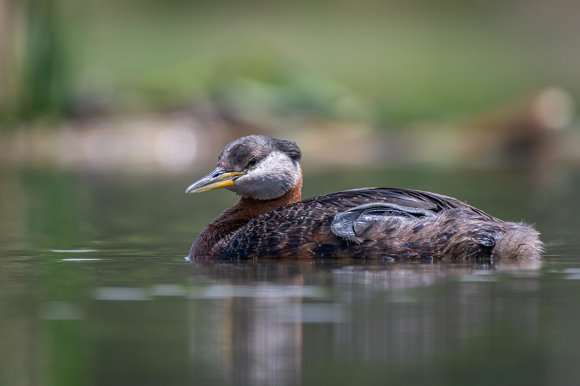 Red-necked Grebe, Marshall Springs ponds, Fish Creek Provincial Park, Calgary, AB
