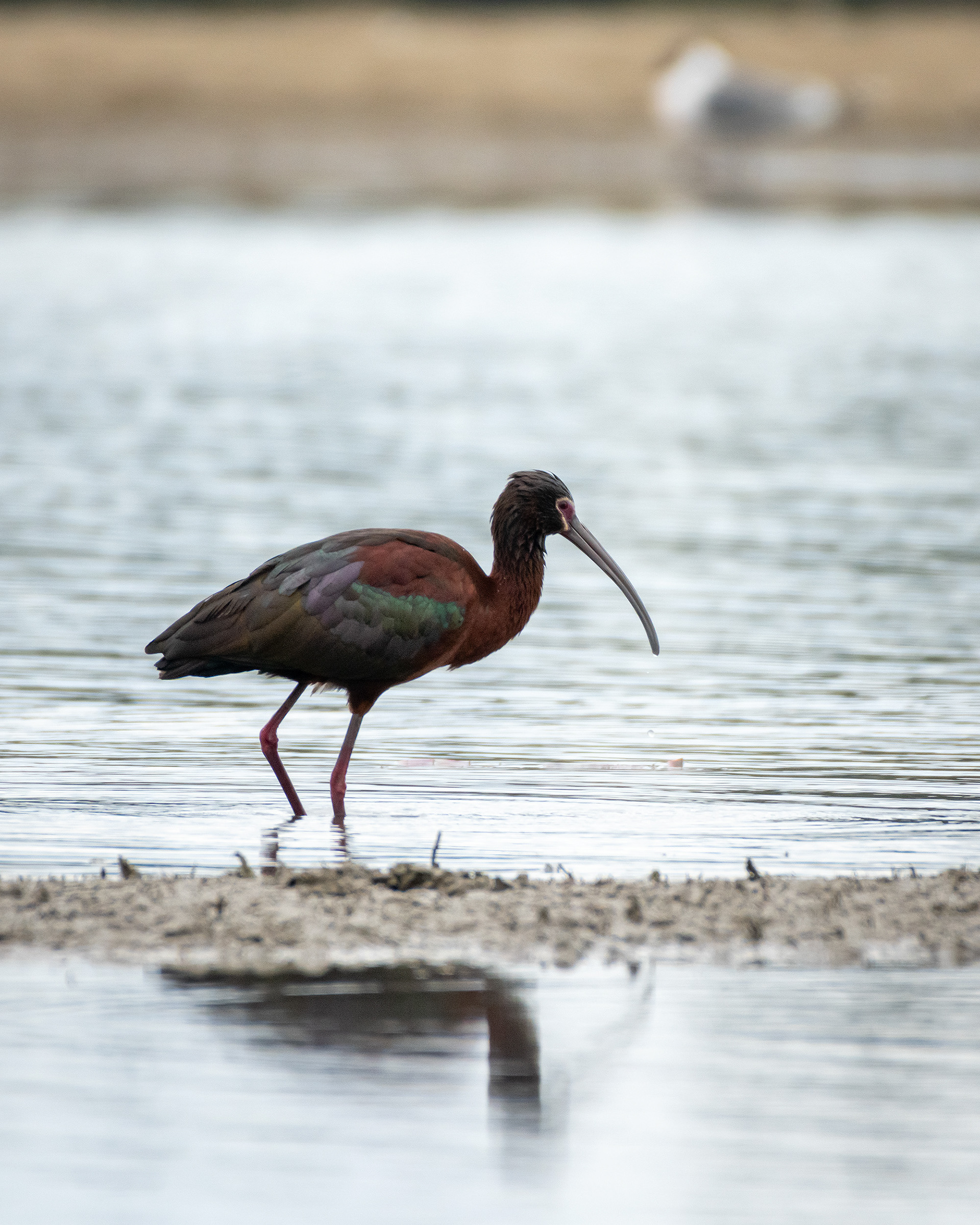 White-faced Ibis, Glenmore Reservoir, North Glenmore Park, Calgary, AB