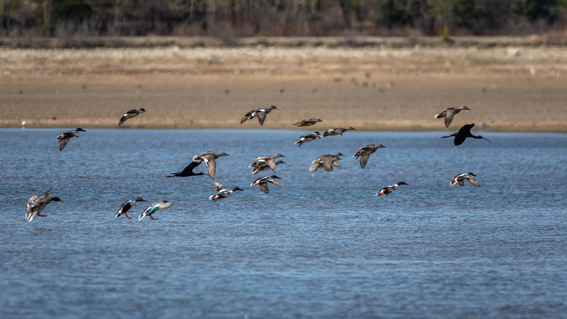 Flock of birds (in flight), Glenmore Reservoir, North Glenmore Park, Calgary, AB