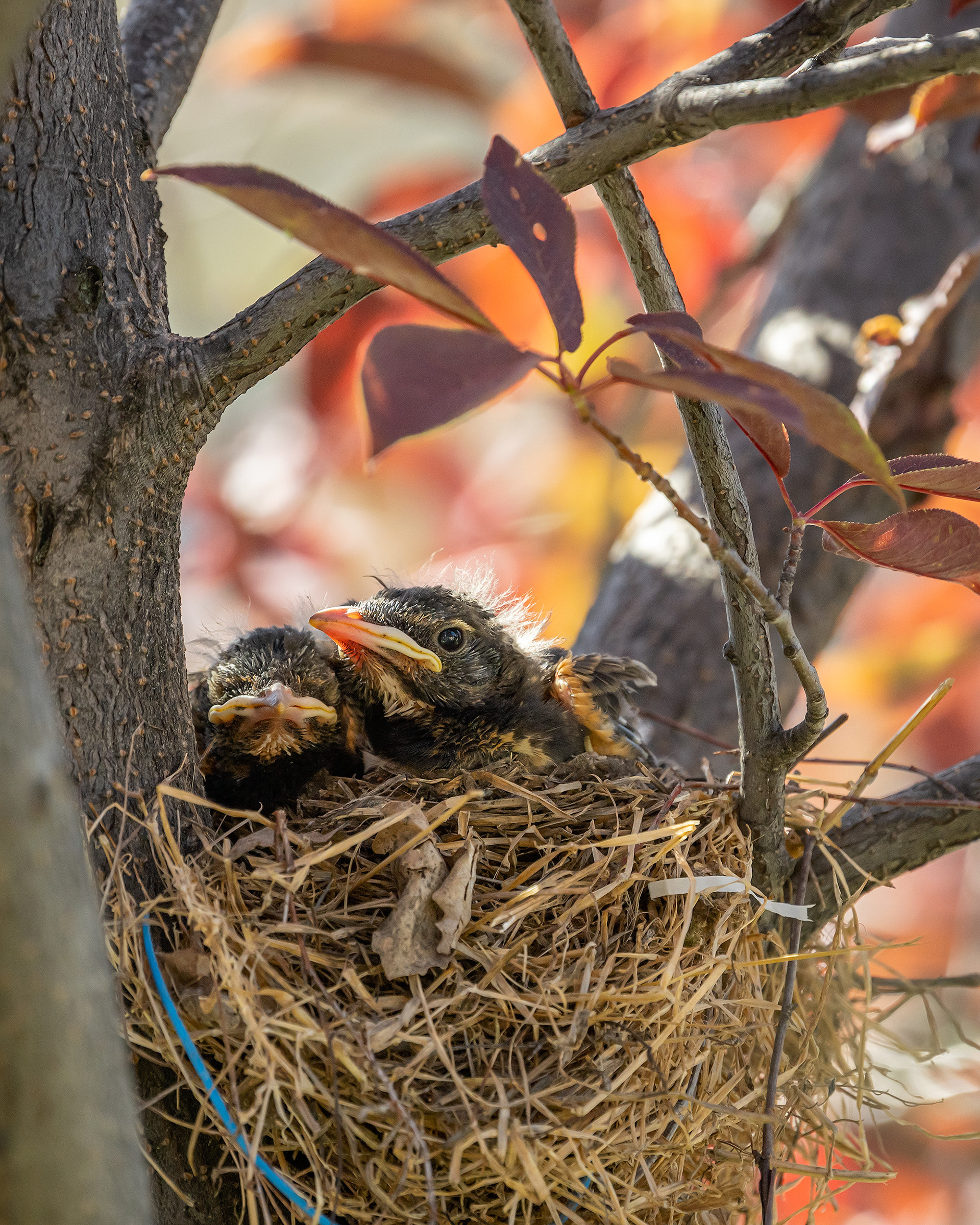 American Robin hatchlings, Bridlewood, Calgary, AB