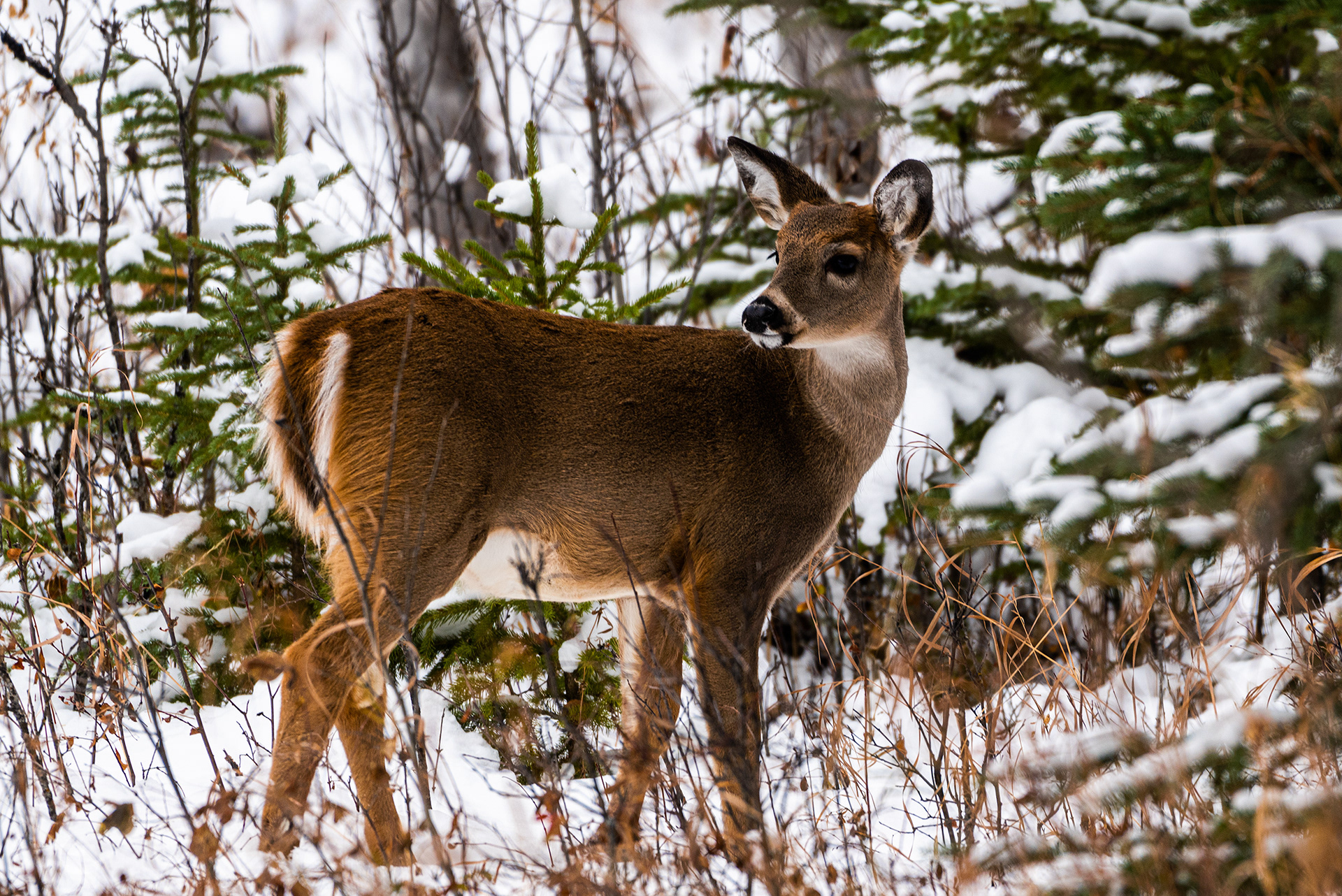 White-tailed Deer near the Marshall Springs ponds in Fish Creek Provincial Park