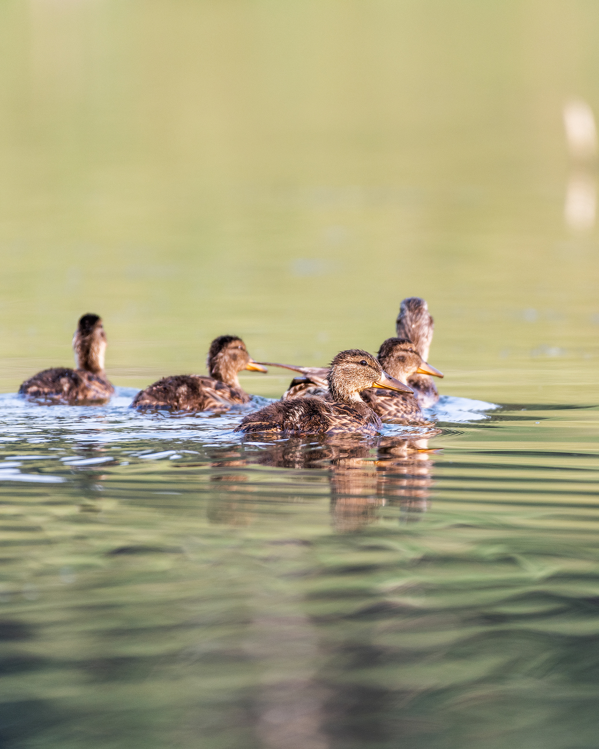 Mallard family, Marshall Springs - Fish Creek Prov. Park, Calgary, AB