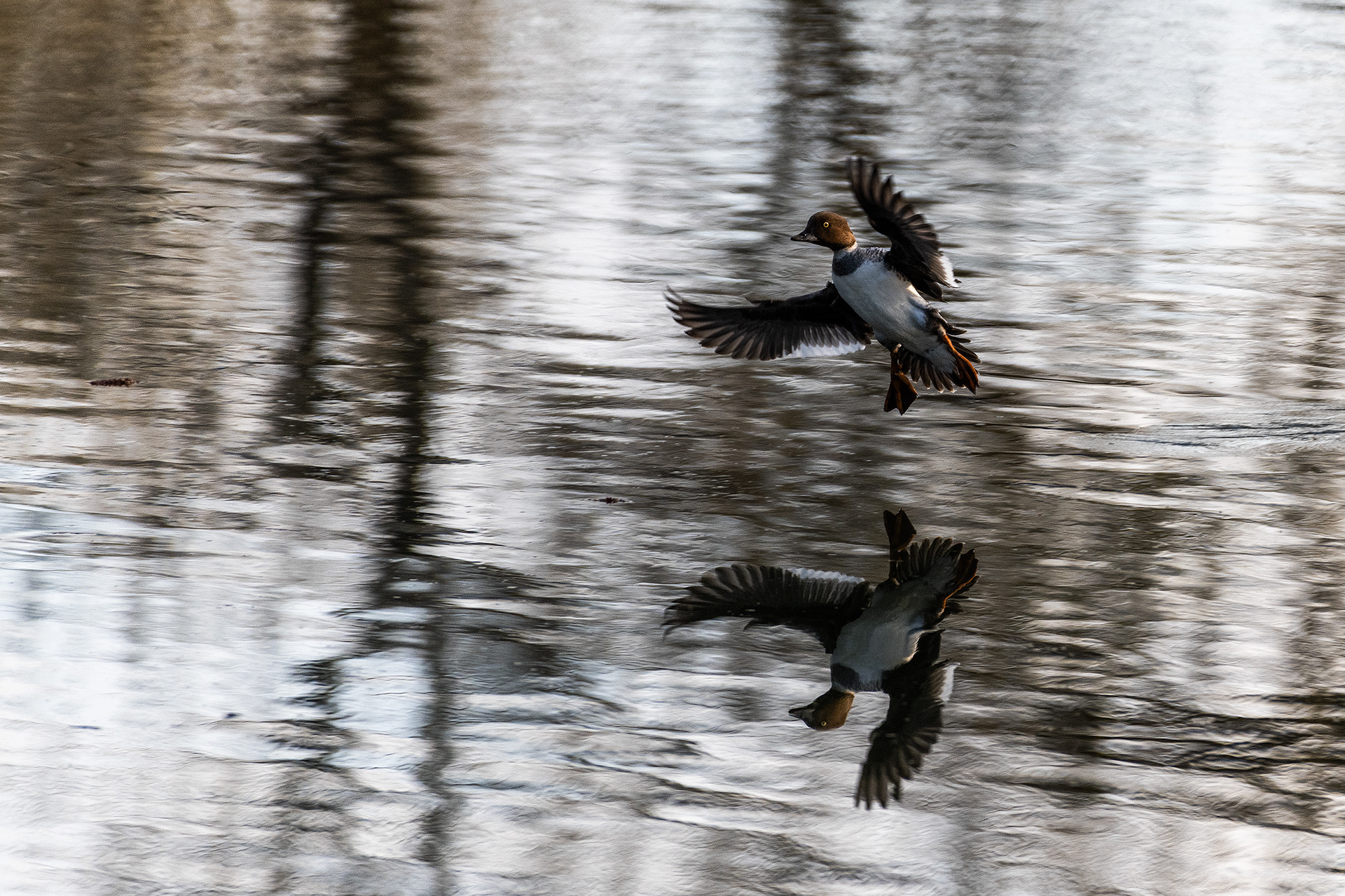 Common Goldeneye (female) in flight at the Inglewood Bird Sanctuary & Nature Centre, Calgary, Alberta