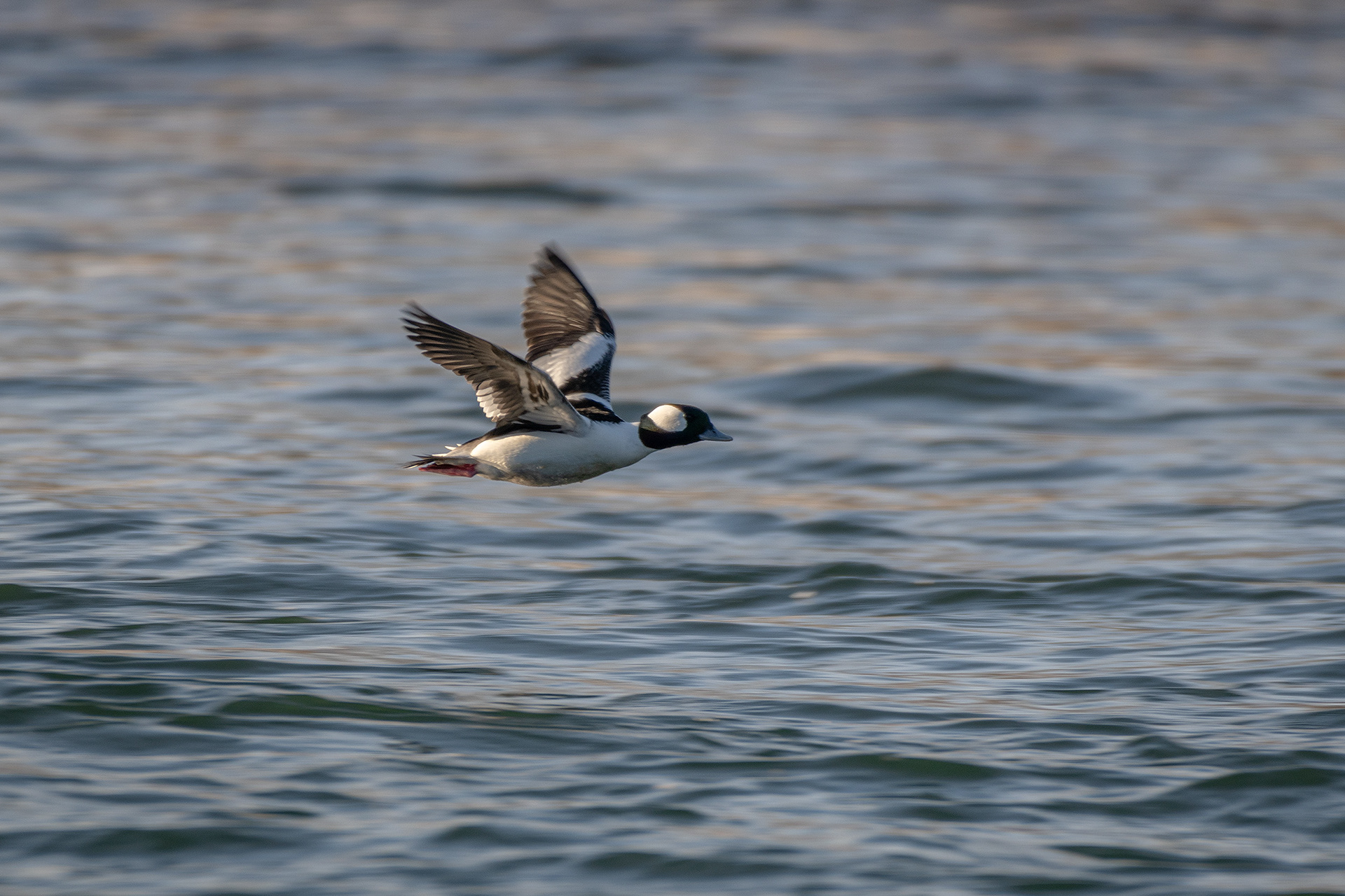 Bufflehead (male) in flight - Bow River, Carburn Park, Calgary, AB