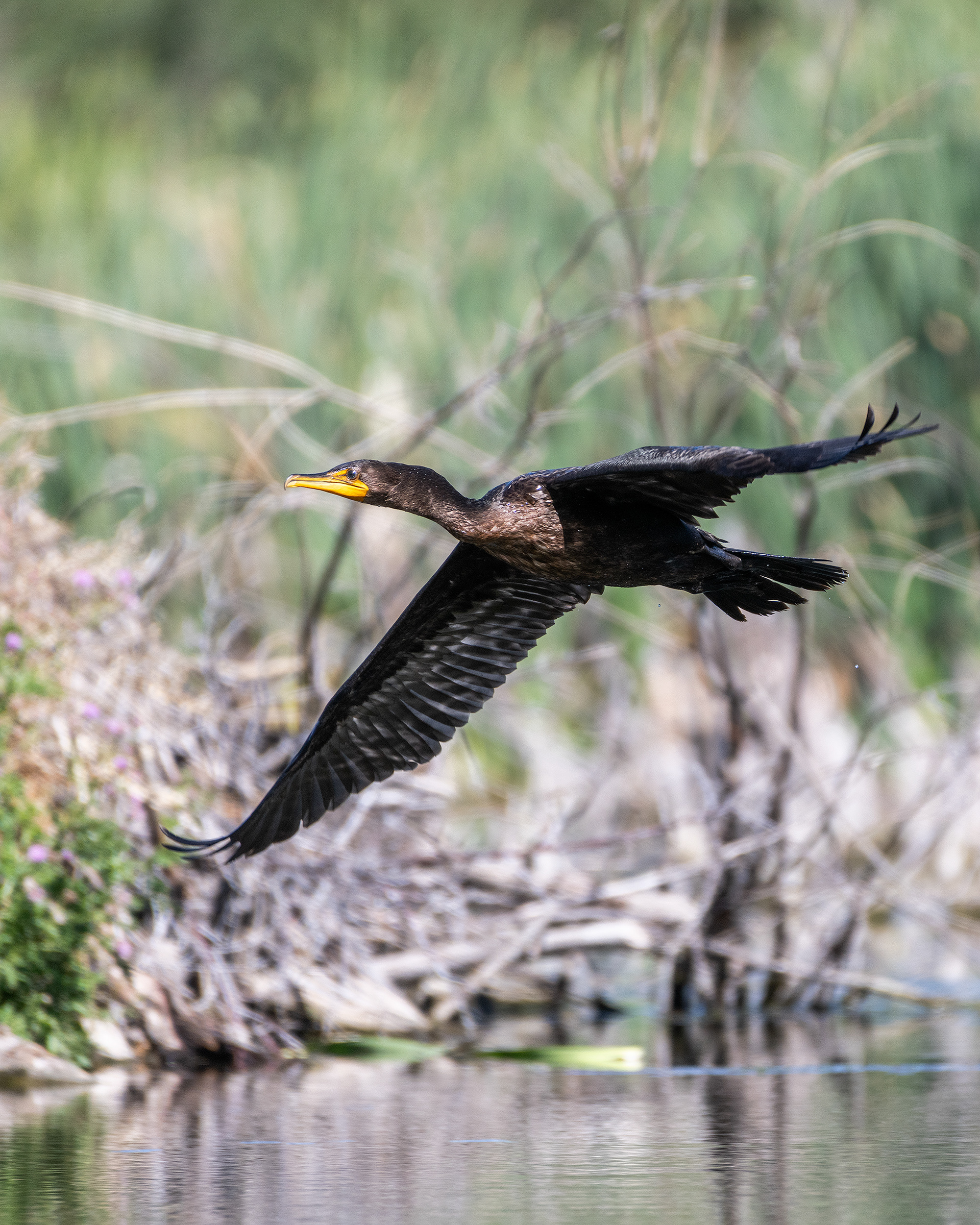 Double-crested Cormorant (in flight), Marshall Springs - Fish Creek Prov. Park, Calgary, AB