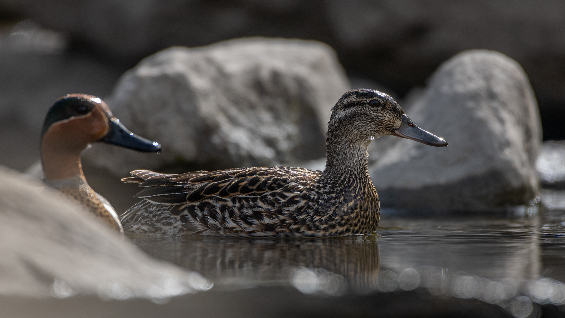 Green-winged Teal pair (female right, male left), Marshall Springs, Fish Creek Provincial Park, Calgary, AB