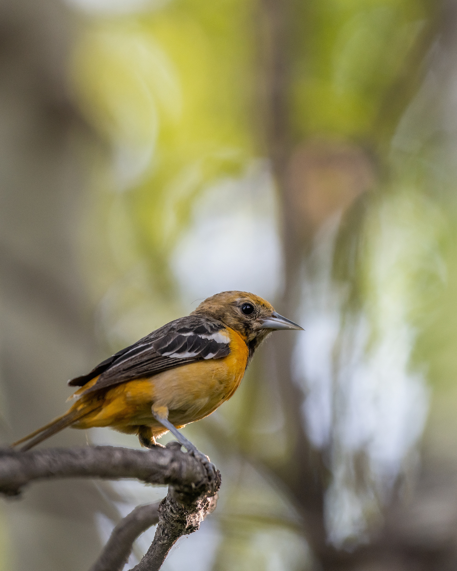 Baltimore Oriole (female), Marshall Springs - Fish Creek Prov. Park, Calgary, AB