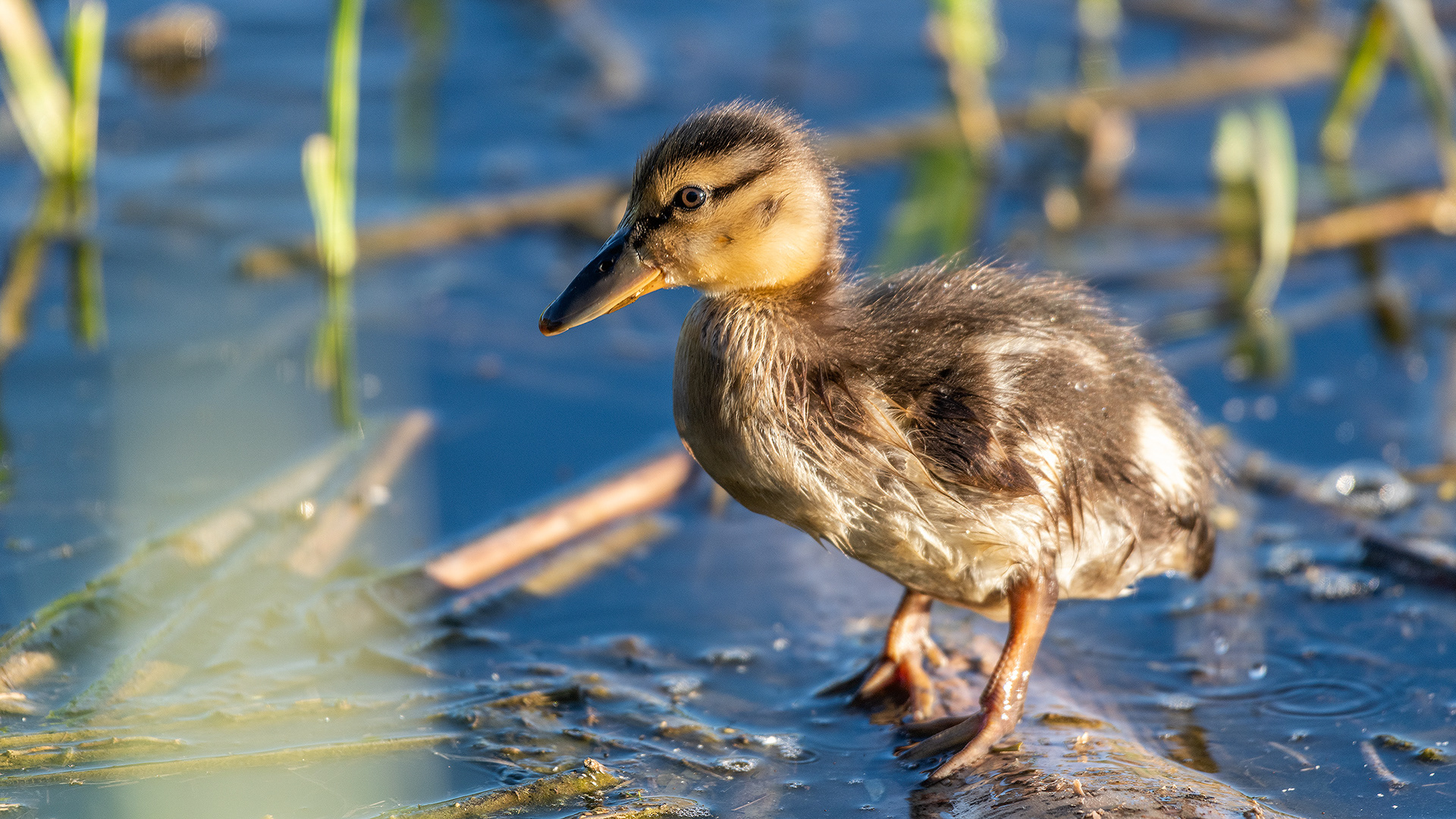 Mallard Duckling at the Marshall Springs ponds in Fish Creek Provincial Park, Calgary, Alberta