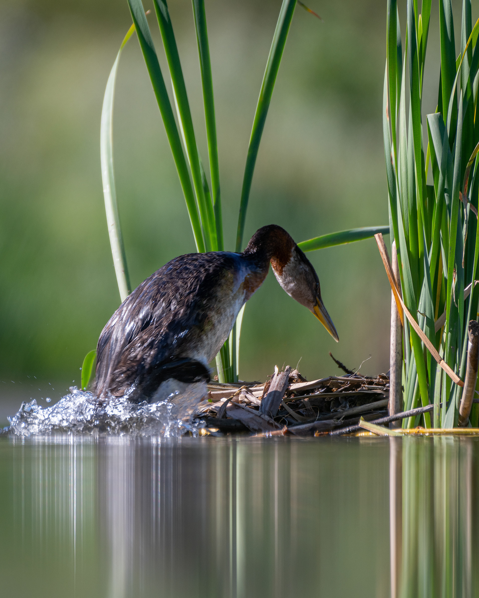 Red-necked Grebe, Marshall Springs ponds, Fish Creek Provincial Park, Calgary, AB