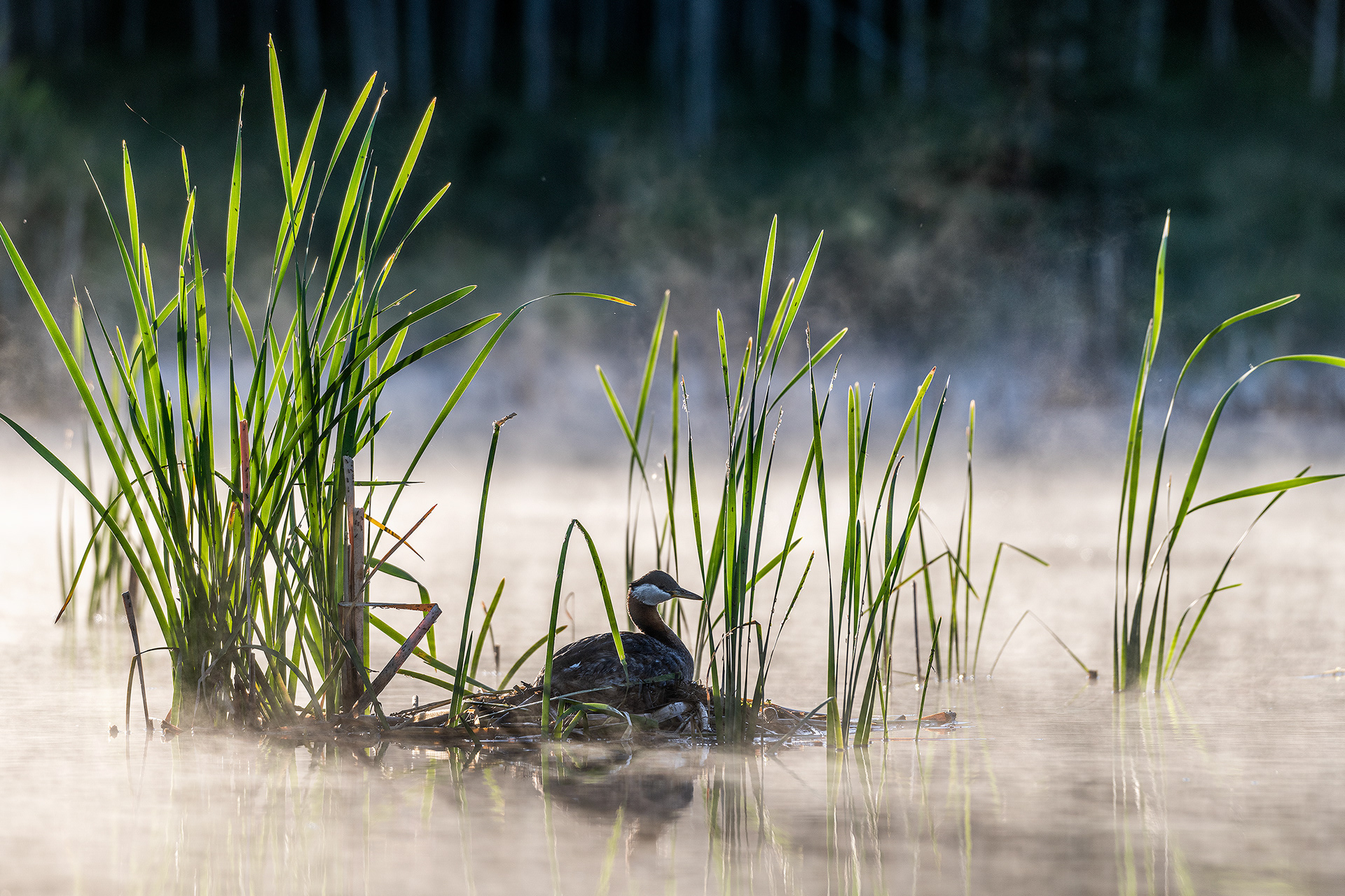 Red-necked Grebe on a nest in the early morning mist, Marshall Springs, Fish Creek Prov. Park, Calgary, AB