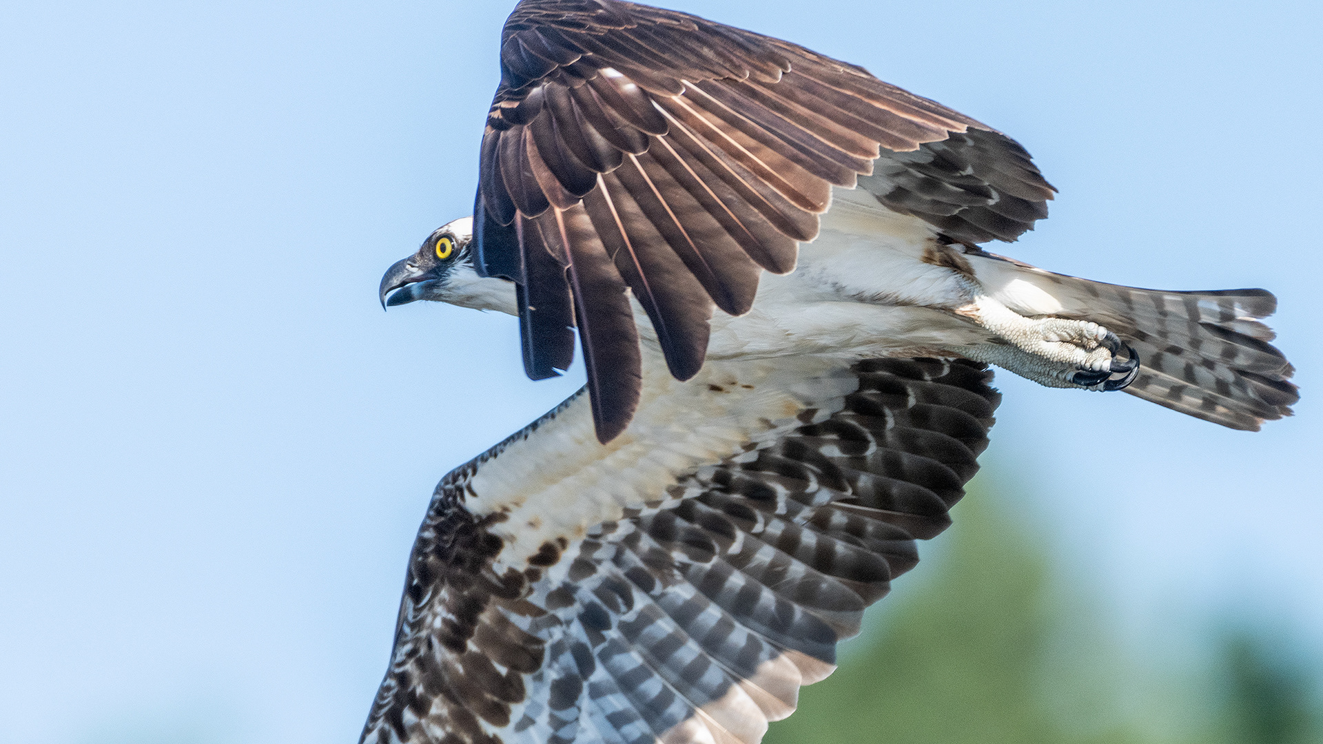Osprey in flight (close up), Marshall Springs - Fish Creek Prov. Park, Calgary, AB