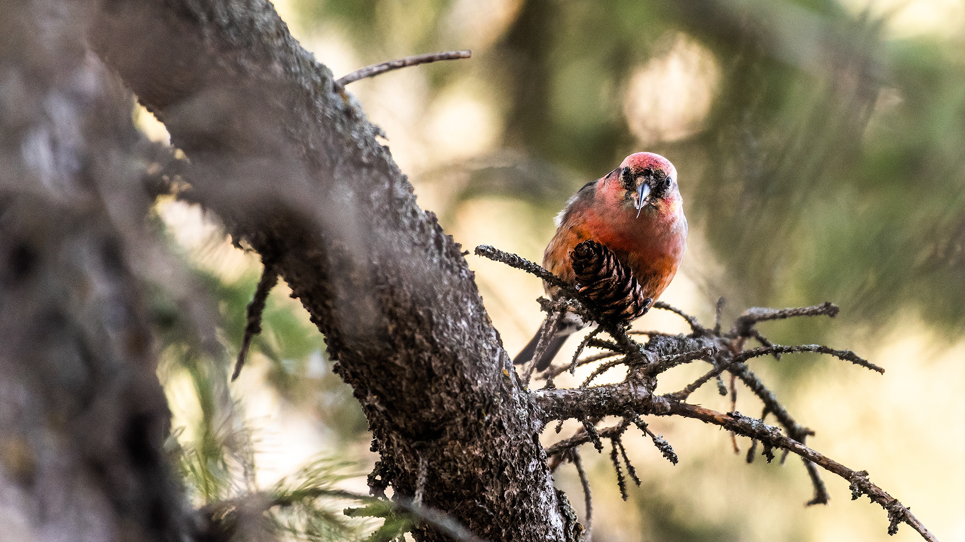 White-winged Crossbill (male) near Marshall Springs in Fish Creek Provincial Park