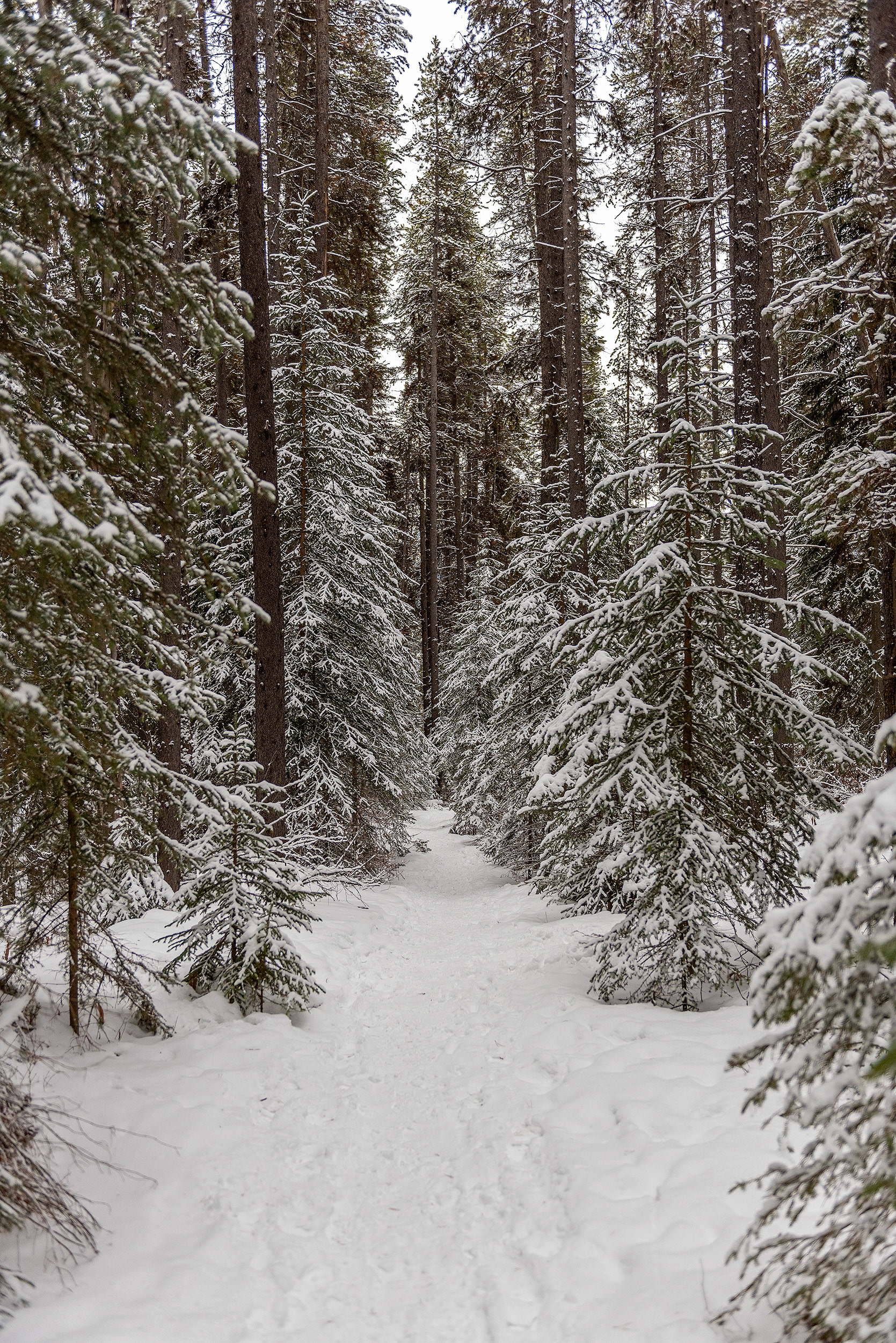 A view of part of the Castle Lookout hiking trail in Banff National Park, AB