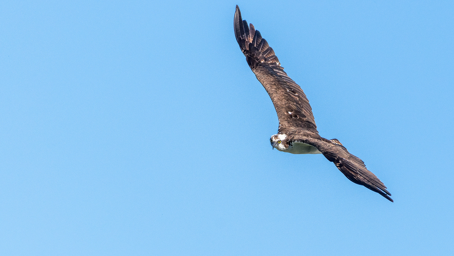 Osprey in flight, Marshall Springs - Fish Creek Prov. Park, Calgary, AB